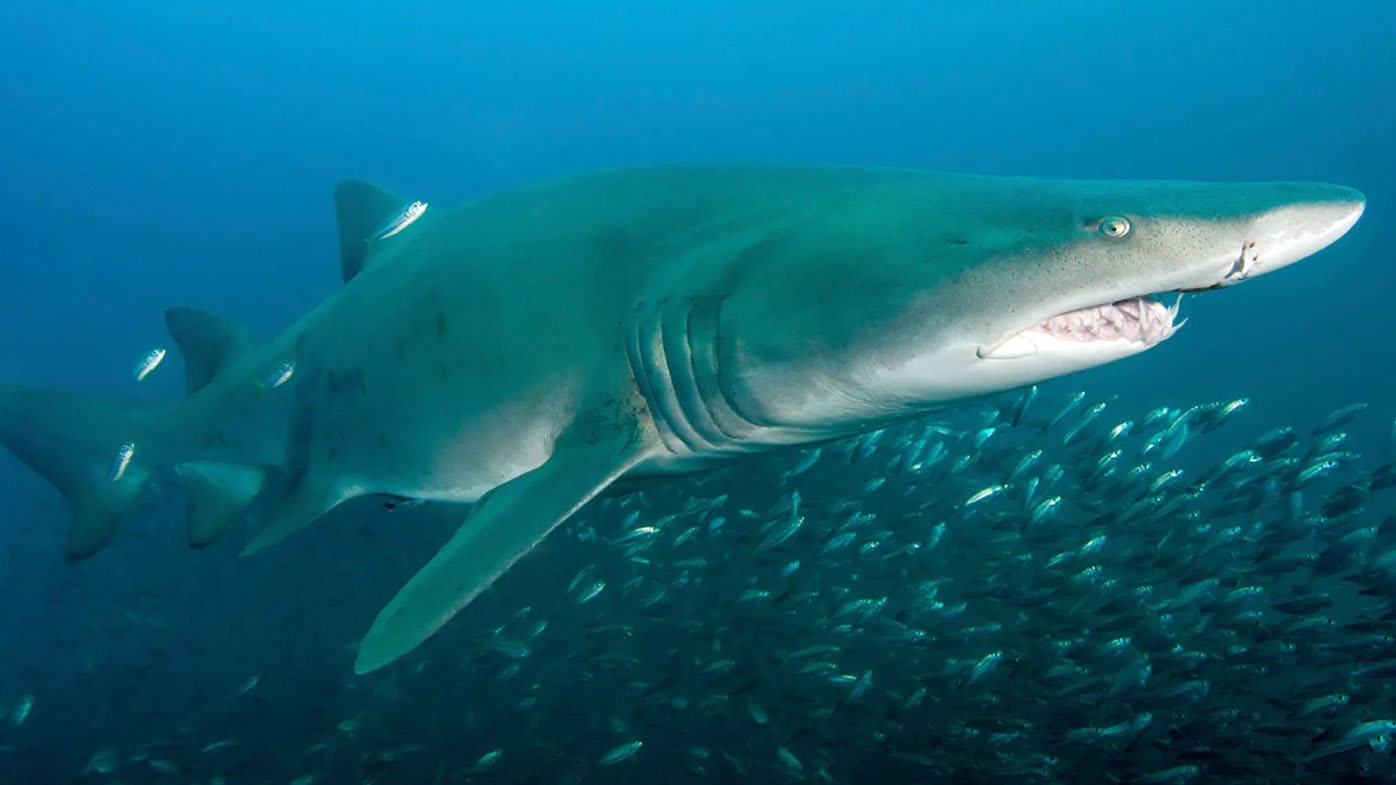 Los tiburones son millones de años más antiguos que los dinosaurios, y otros cinco datos que pueden sorprenderte