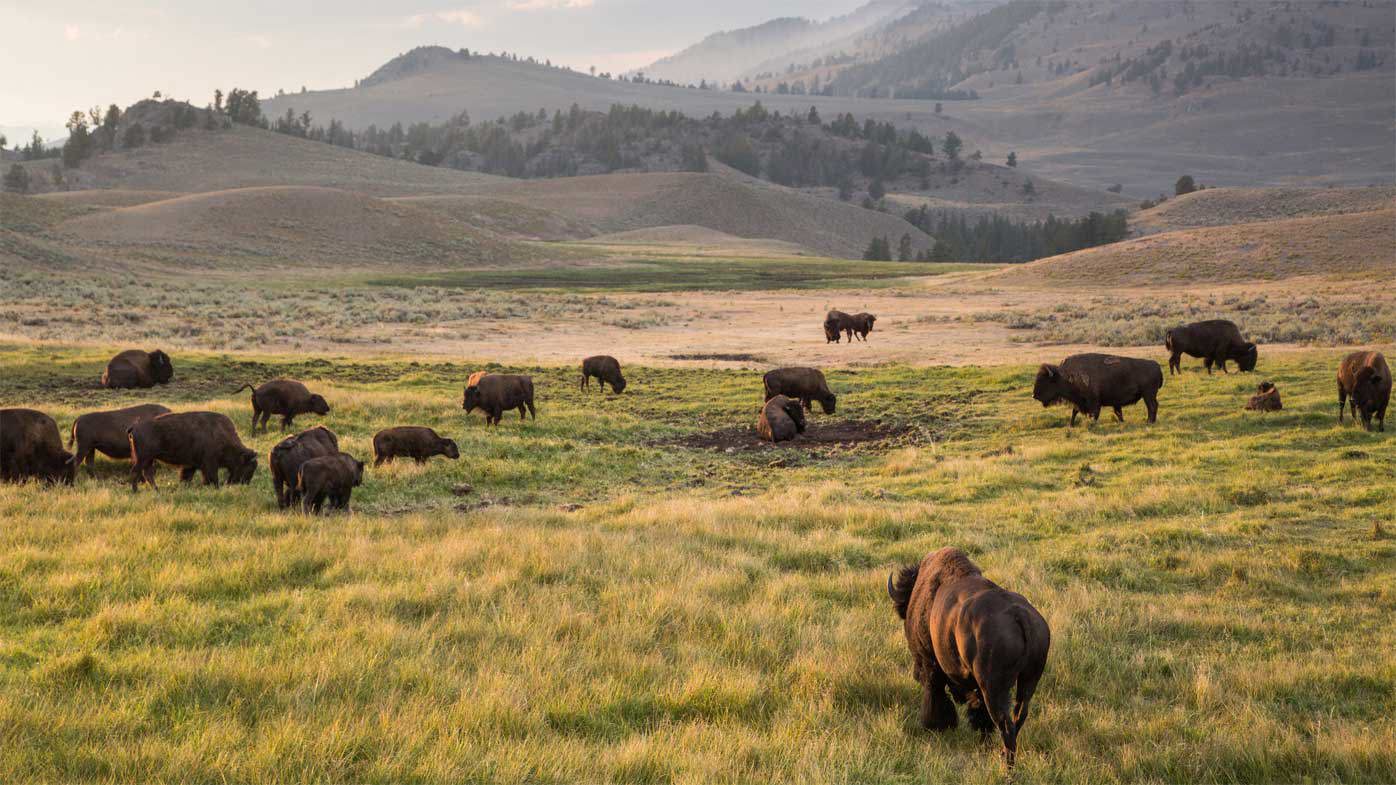 El Parque Nacional de Yellowstone es famoso por su gran belleza y vida salvaje.