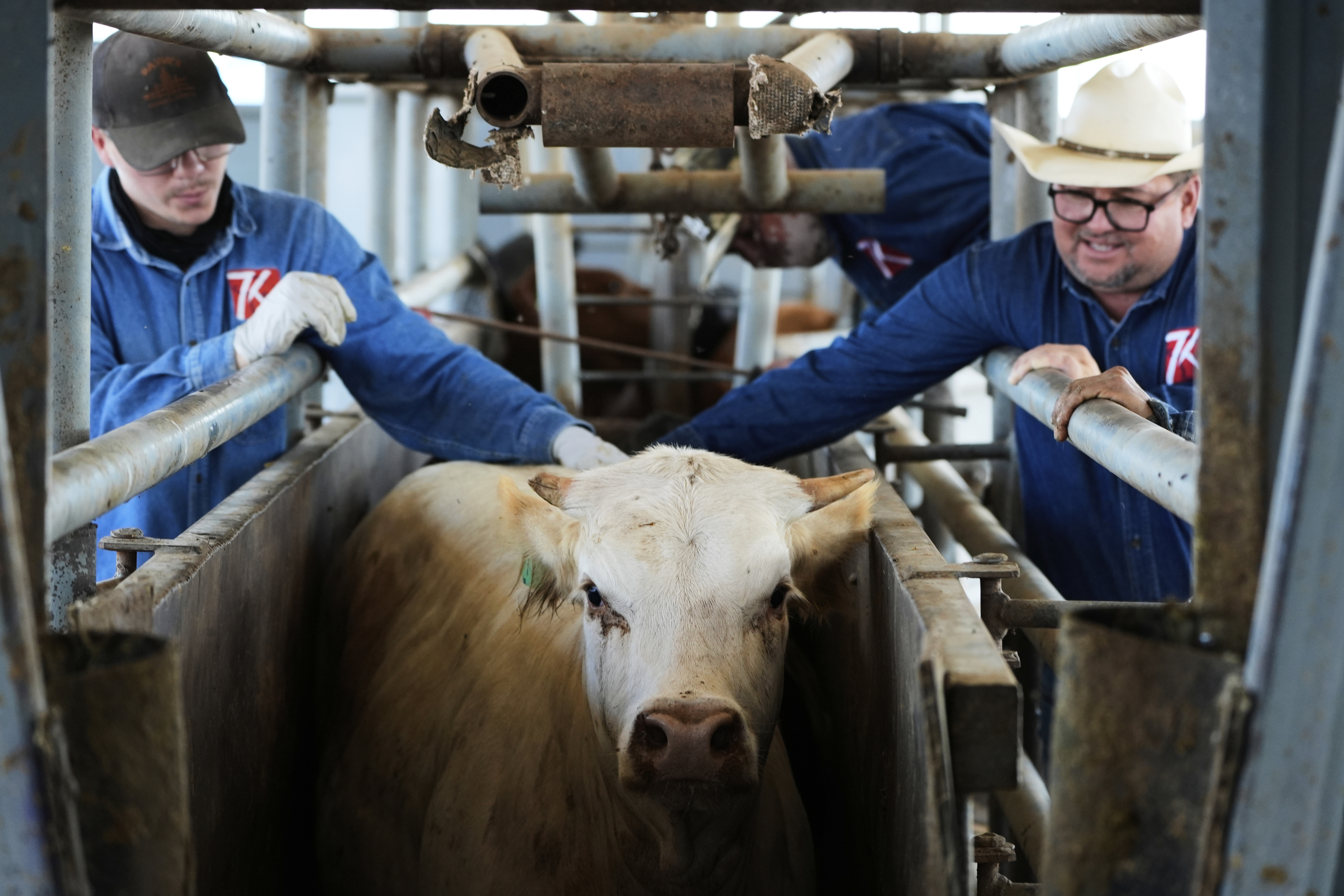 Cowboys push a cow out of its spot to a veterinarian inspection at a ranch that exports livestock to the U.S., in Zamora, northern Mexico, Monday, July 28, 2025. (AP Photo/Fernando Llano)