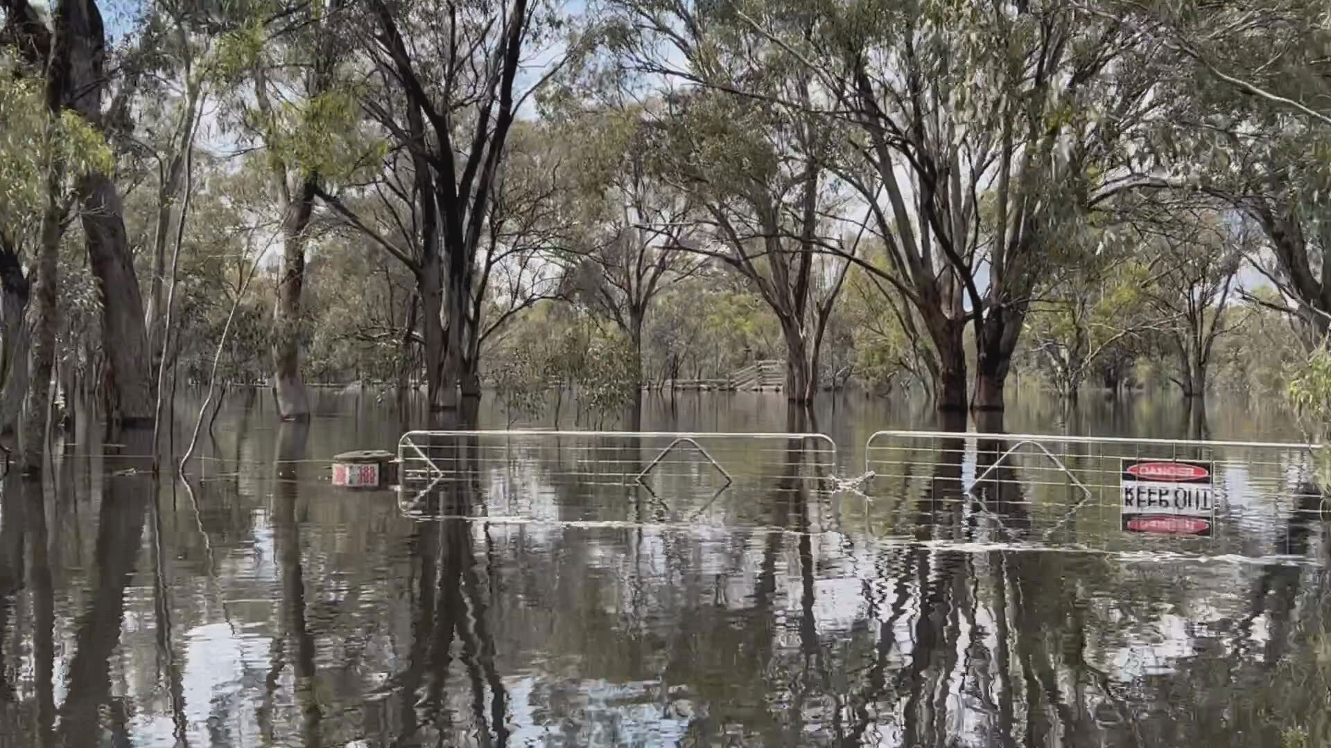 Floodwaters at Moama in NSW.