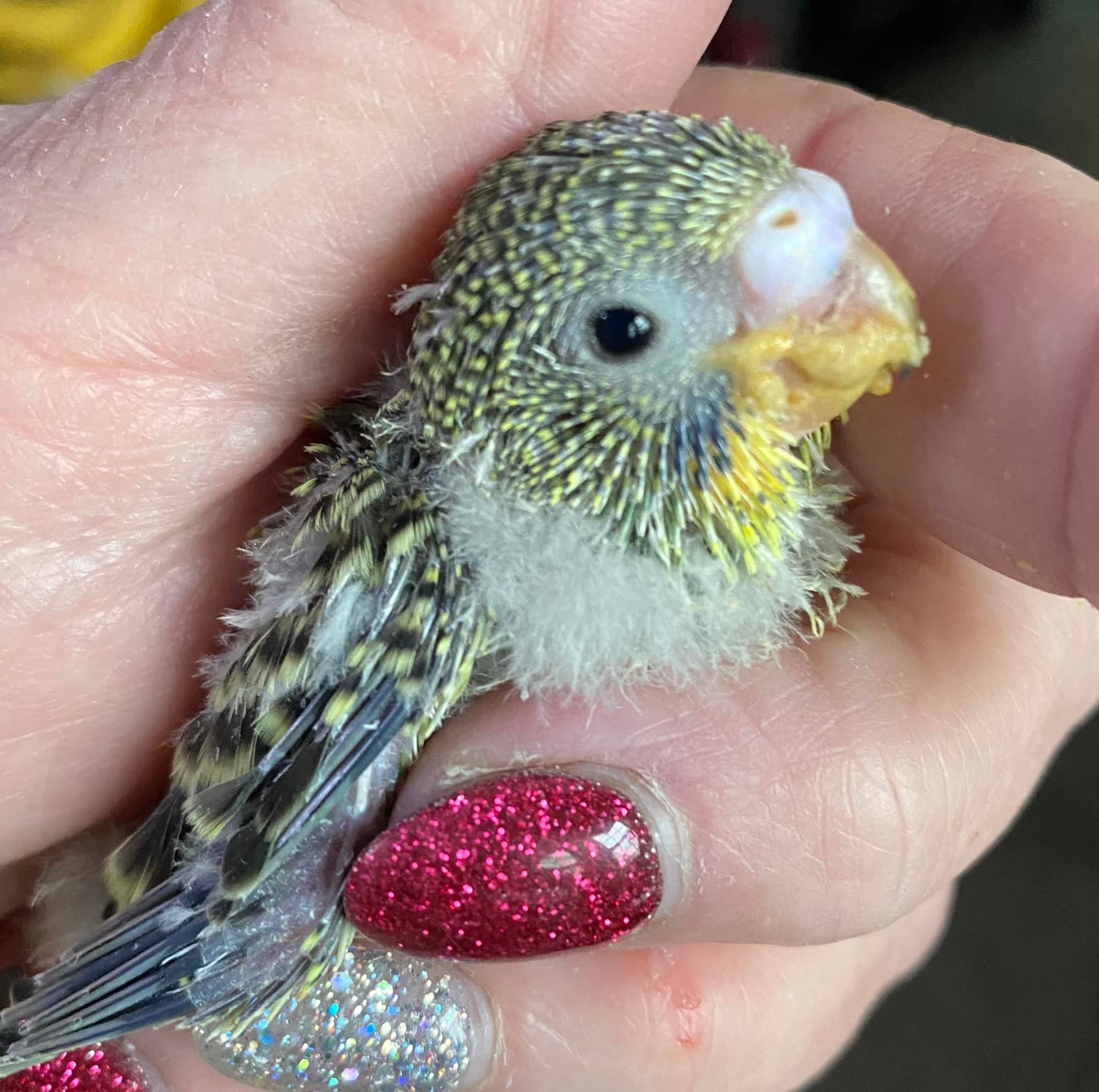 A US animal shelter received a Christmas gift they were not expecting, after more than 400 parakeets were surrendered.