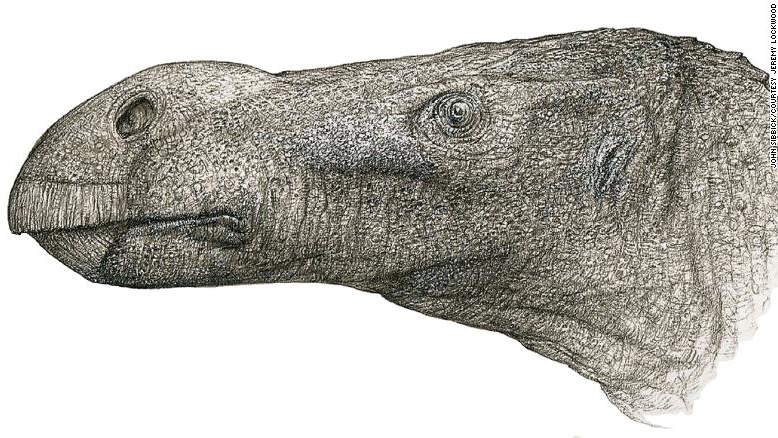 The new dinosaur has an elongated, round nose, compared to other similar species that have a flat nose.