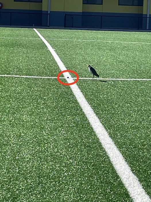A plover laid an egg on the centre line of a soccer field near Canberra.
