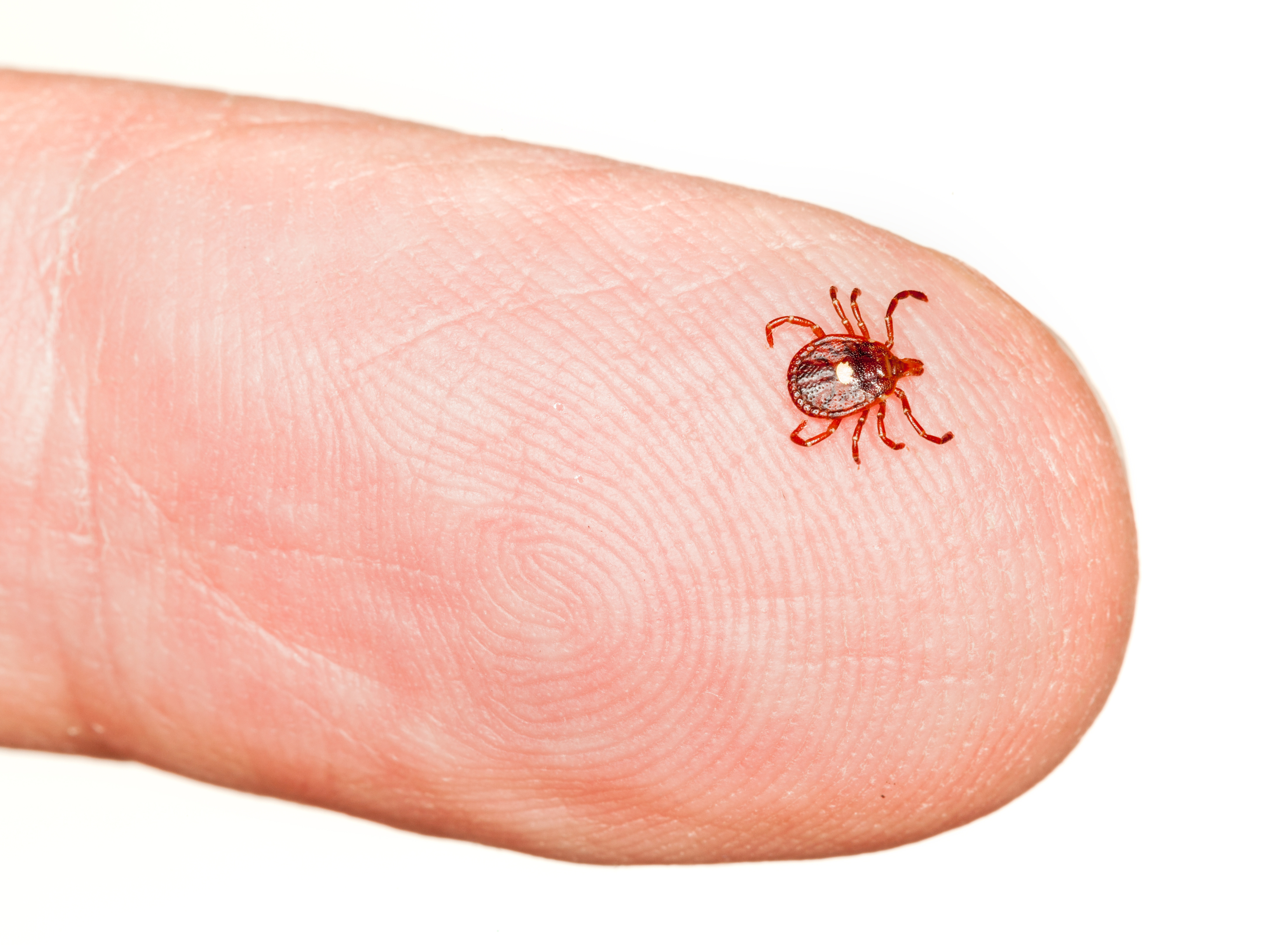 A Lone Star tick can cause people to develop allergies to red meat.