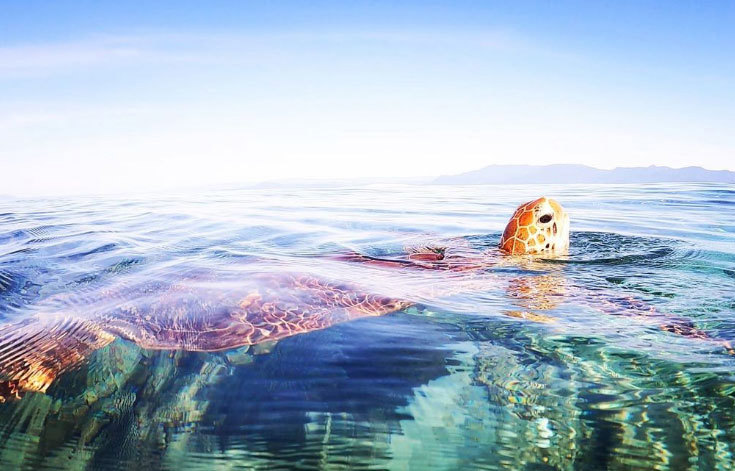 The Ovens family voyage had led them up close to nature.