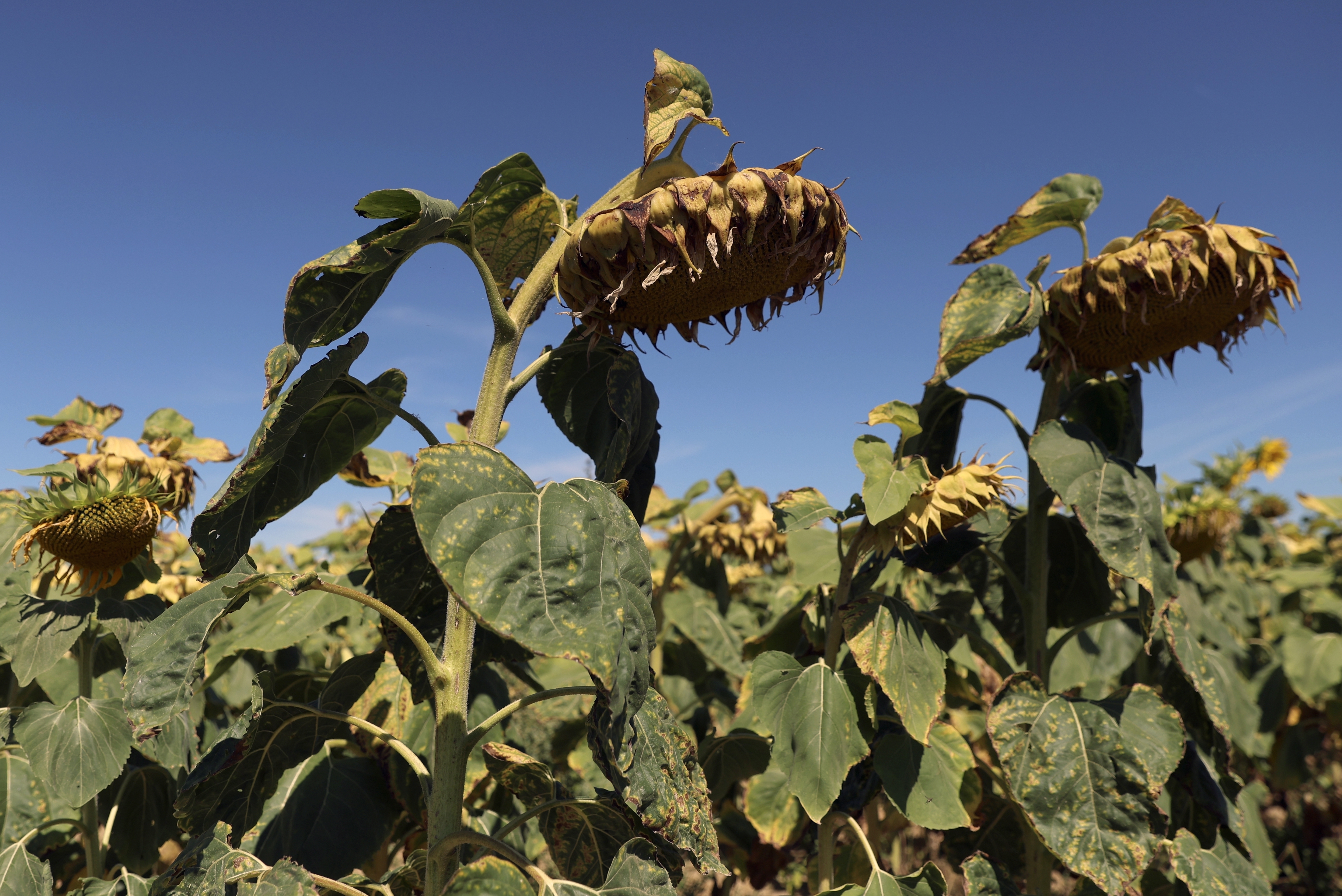 Sunflowers suffer from lack of water, as Europe is under an unusually extreme heat wave, in Ury, south of Paris, France, Aug. 8, 2022 