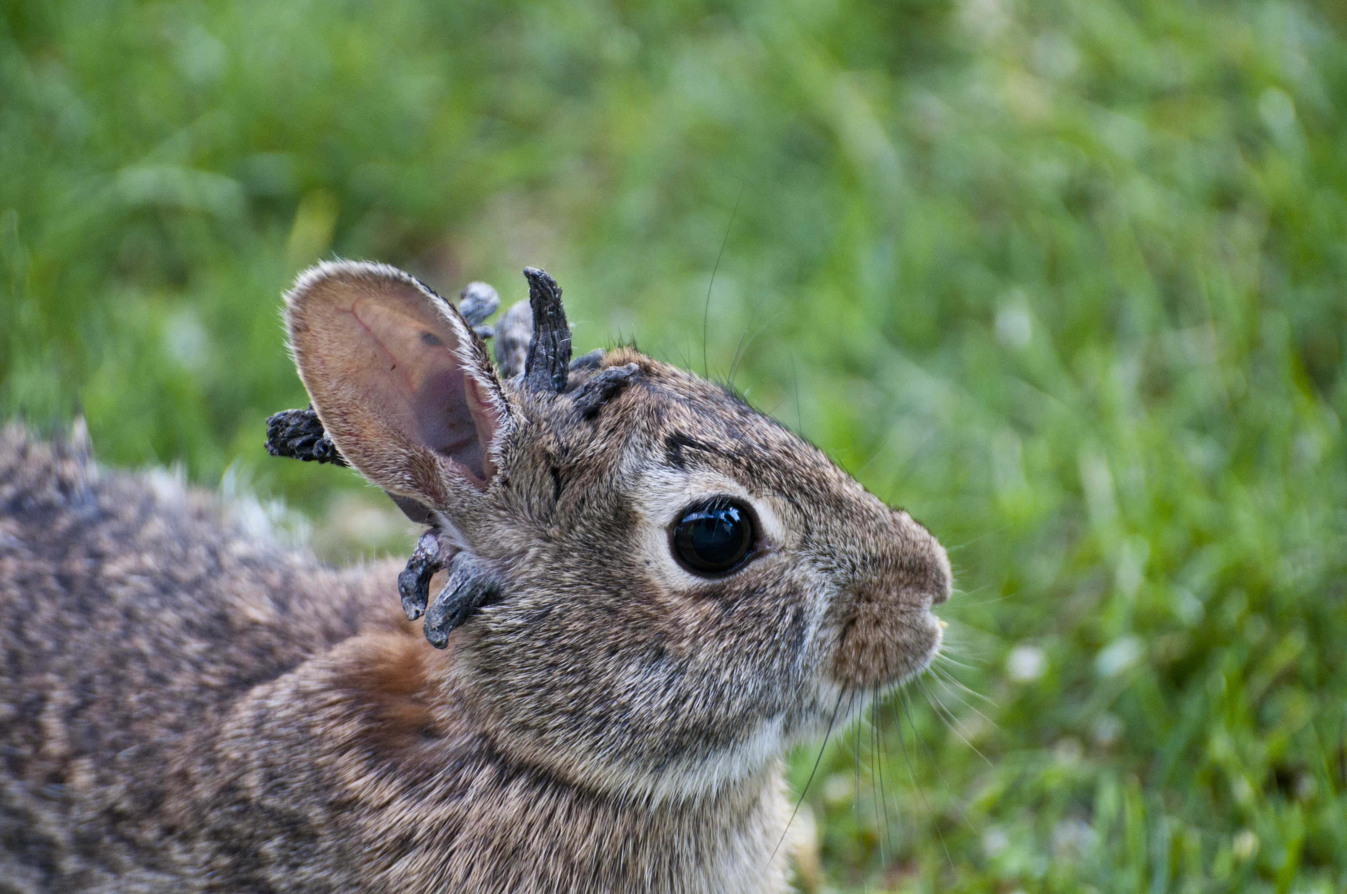Vadnais Heights, Minnesota. Eastern Cottontail rabbit." Sylvilagus floridanus"  Rabbit with the papilloma virus (CRPV), or Shope papilloma virus,which is a type I virus under the Baltimore scheme, possessing a nonsegmented dsDNA genome. It infects rabbits, causing keratinous carcinomas, typically on or near the animals head. 6/18/2009