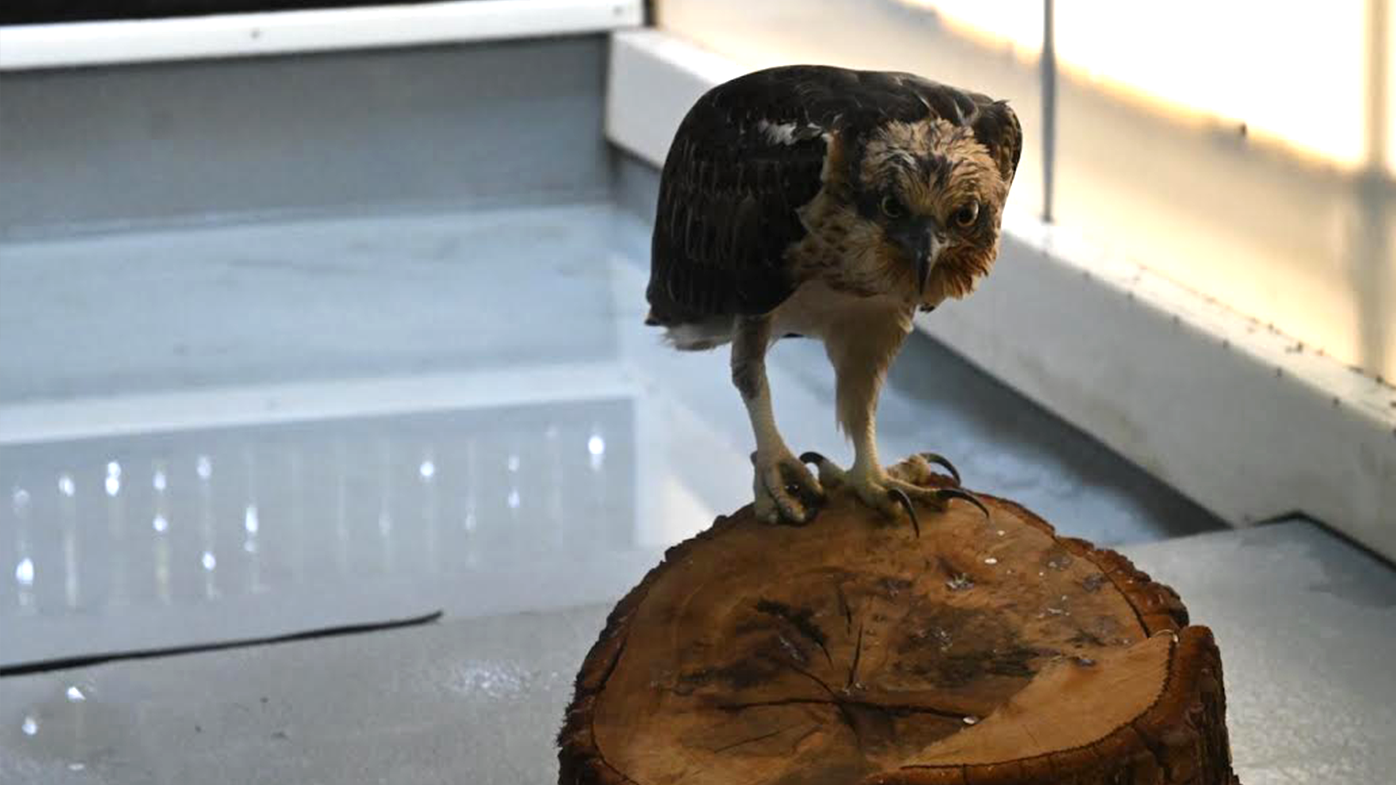 The osprey has so far shown no interest in cleaning itself.