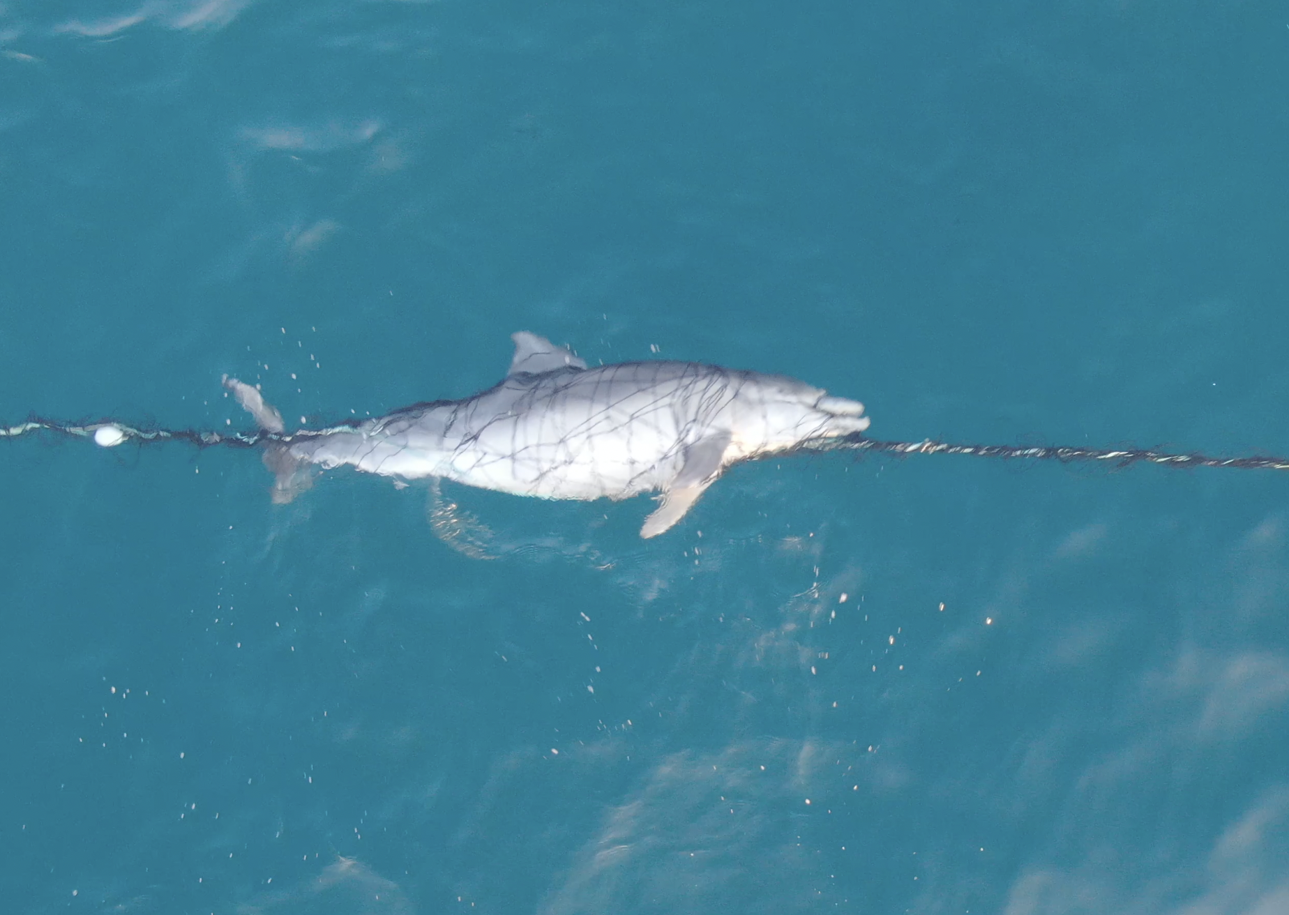 A dead dolphin has been caught on camera tangled in a shark net off Bronte Beach, Sydney.