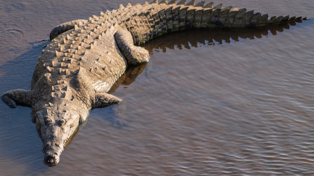 An American crocodile attacked the teen.