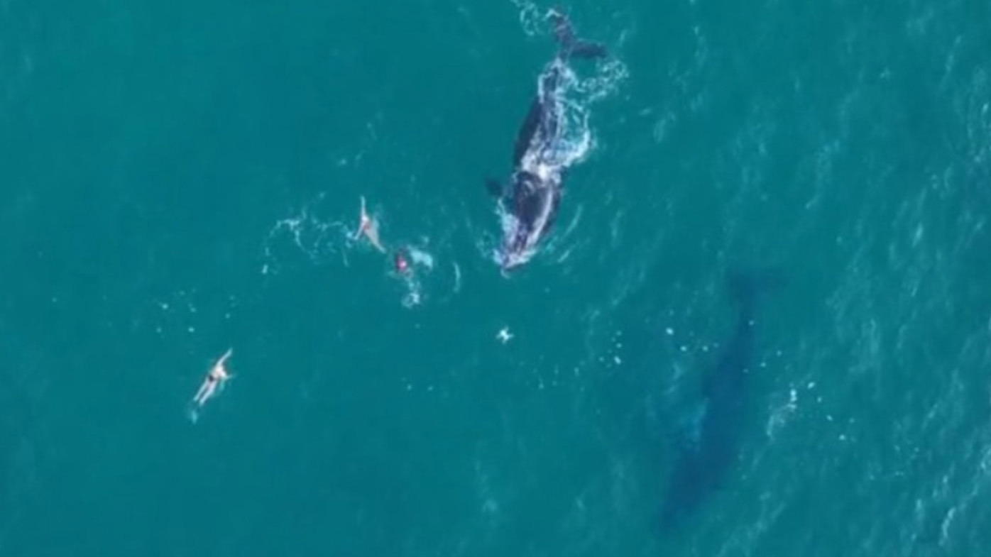 Bondi humpback whale swimmers 