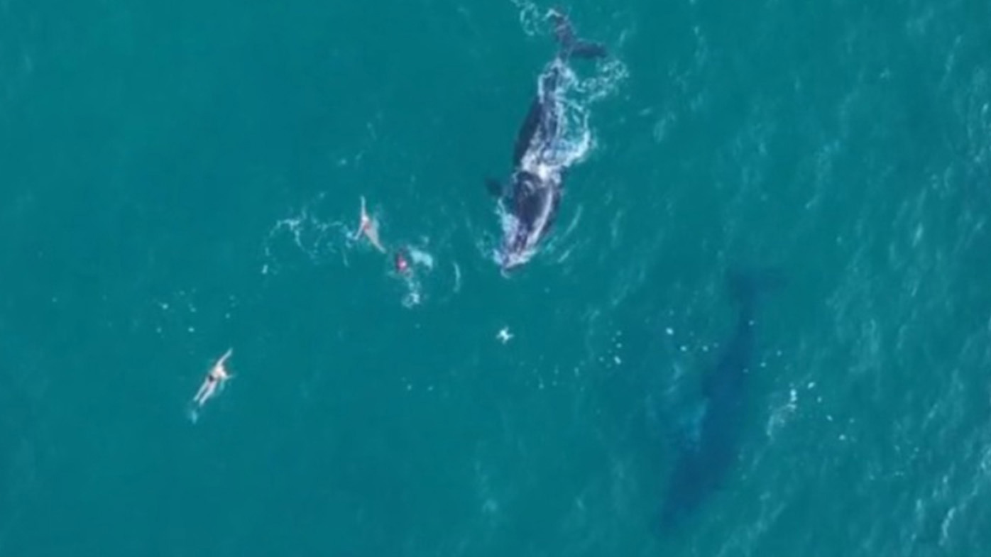 Bondi humpback whale swimmers