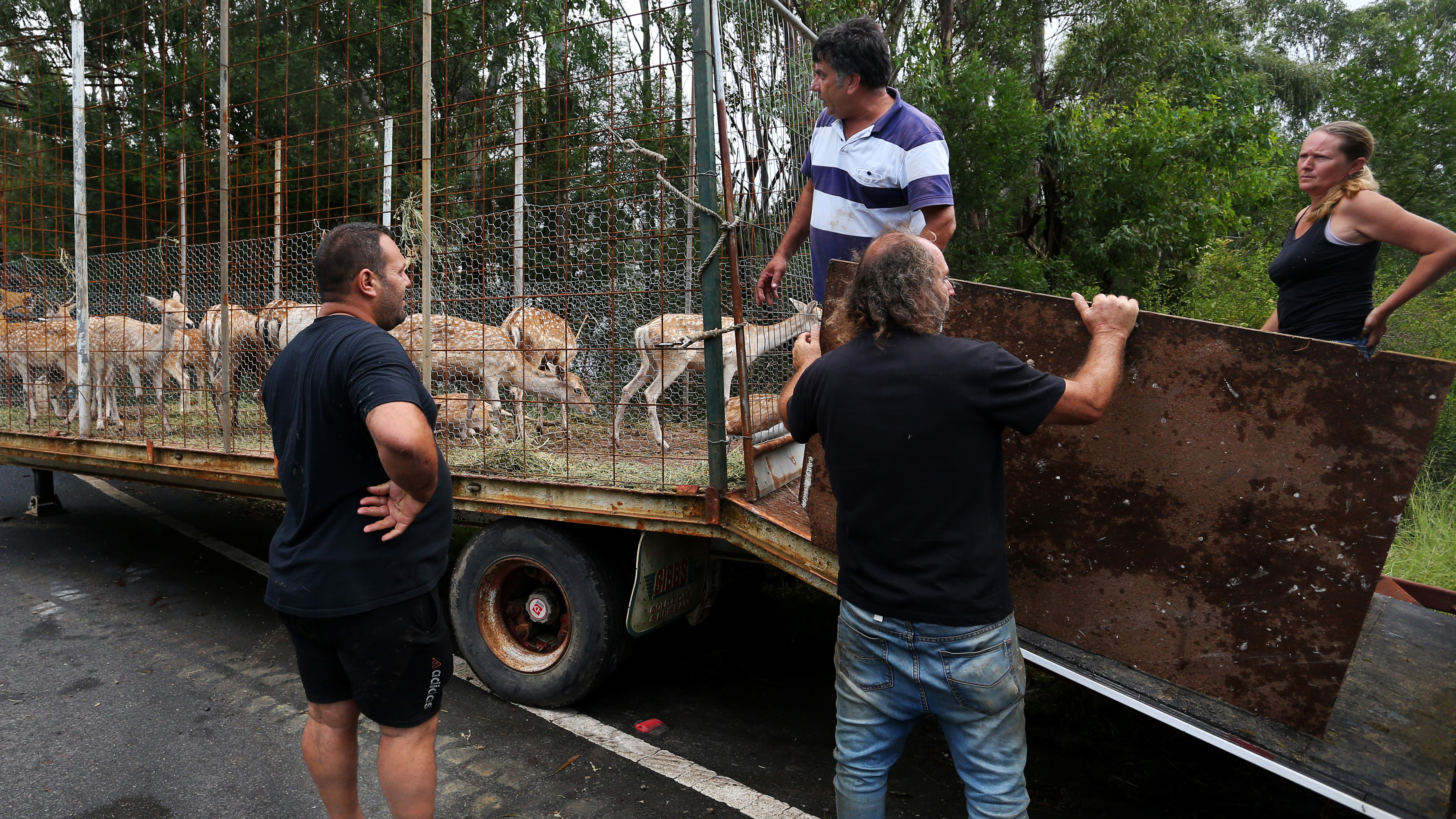 Residents attempt to rescue deer from rising floodwaters along the Hawkesbury River, north of Sydney.