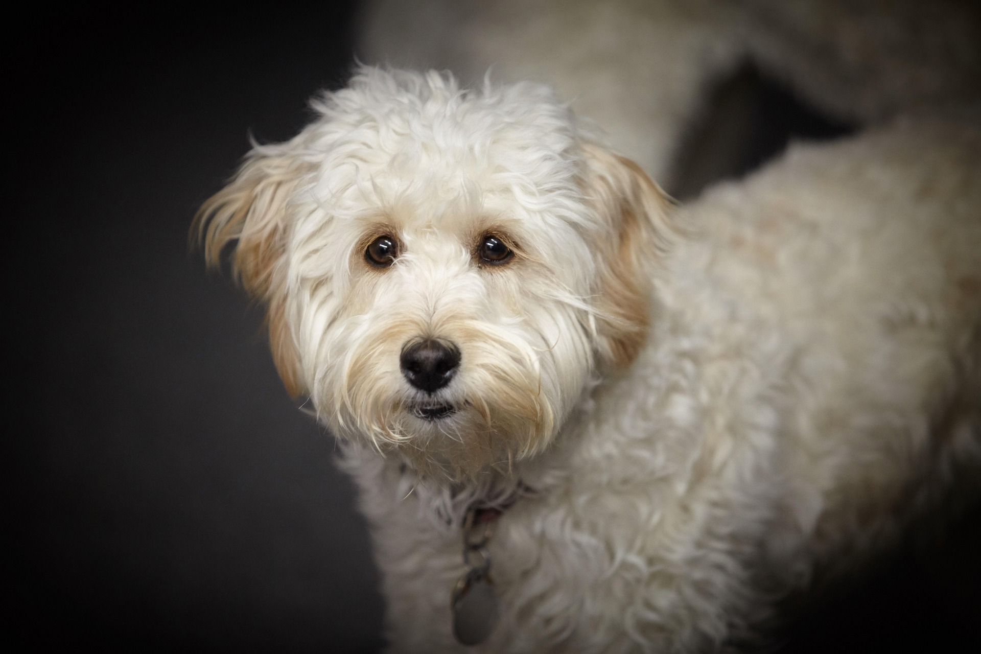Stock image of a labradoodle.