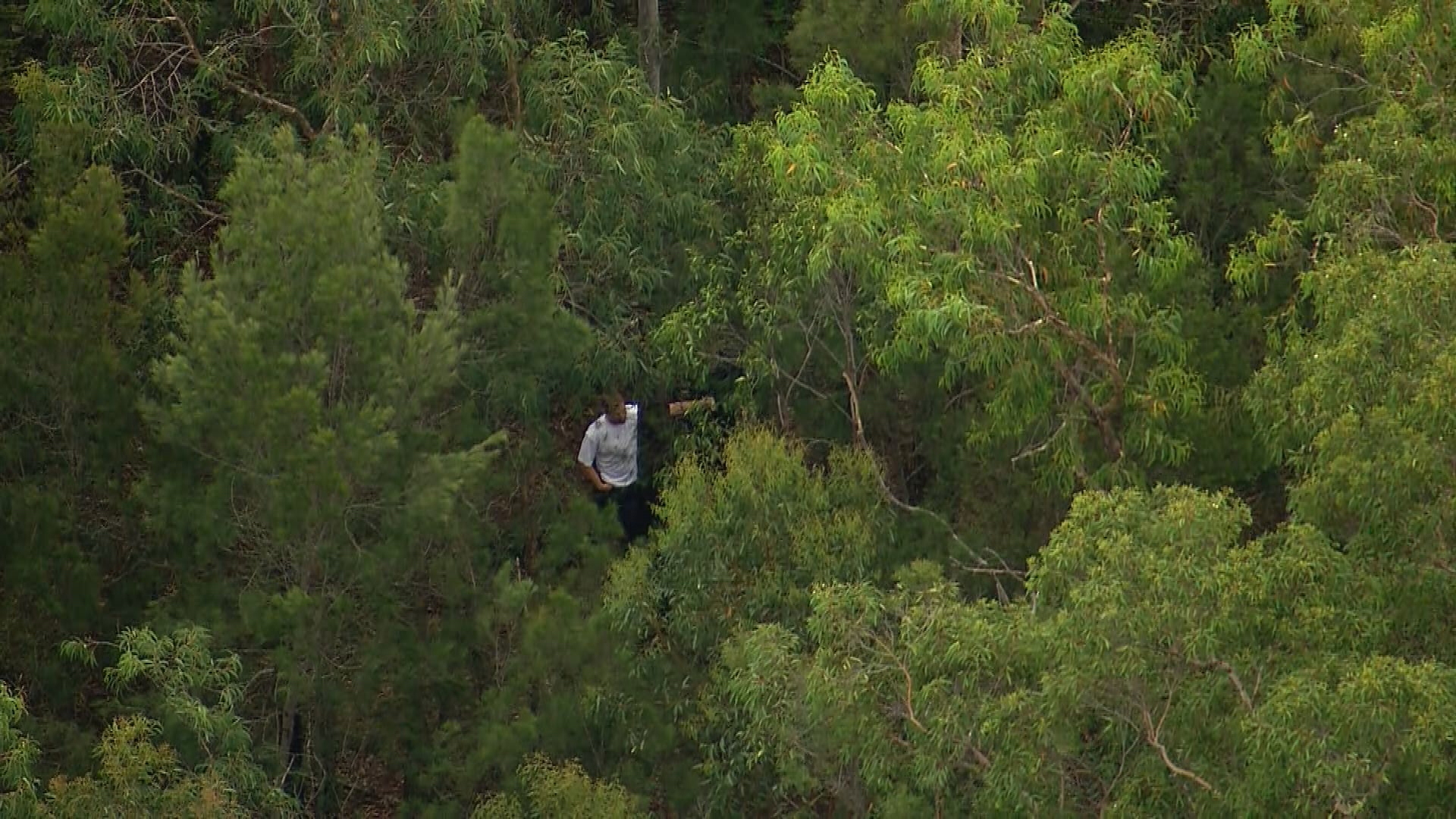 Search in bushland for Sydney grandfather, Chris Baghsarian