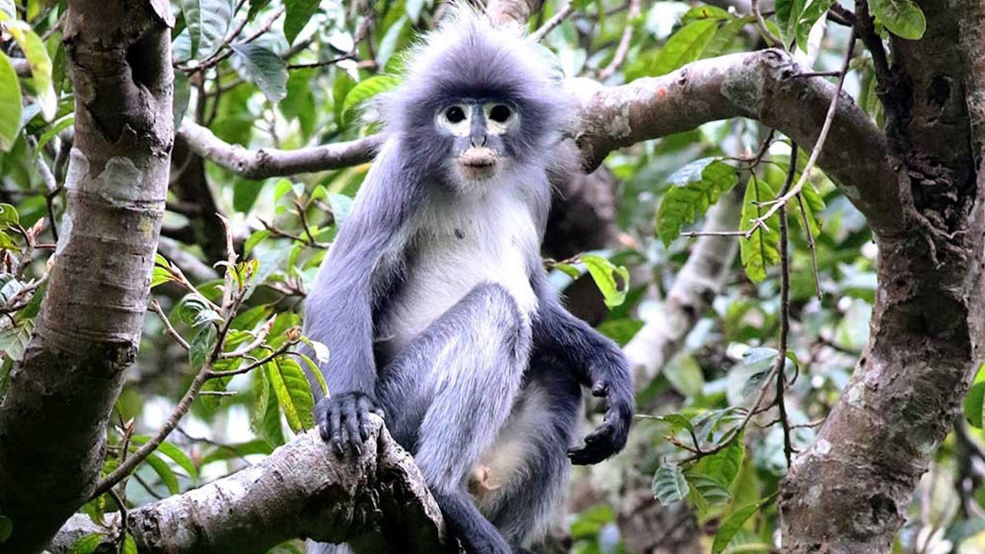 The Popa langur, a newly discovered primate species in Myanmar that is critically endangered.