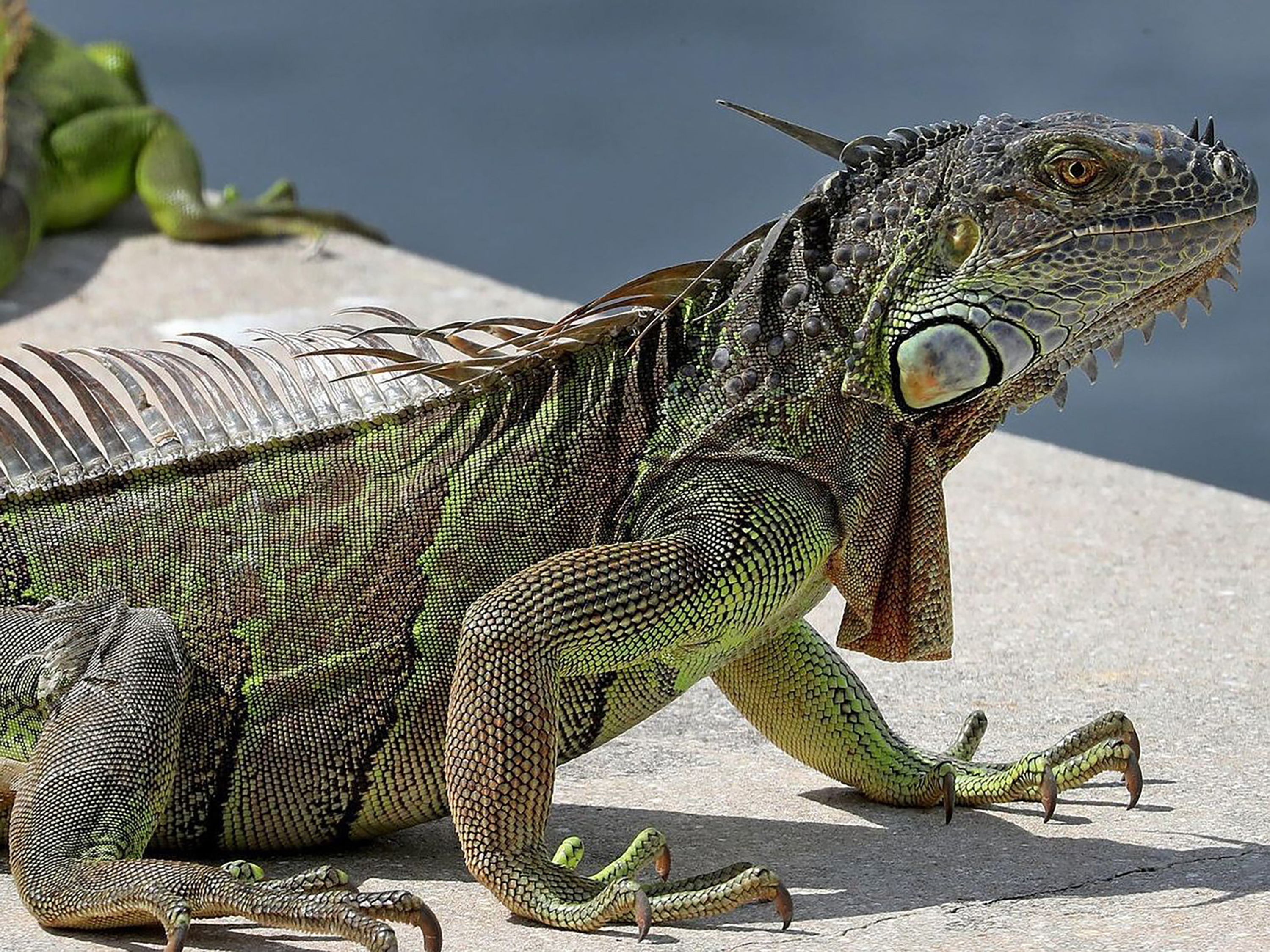 Las iguanas verdes no son nativas de Florida, pero comenzaron a aparecer en el estado en la década de 1960.
