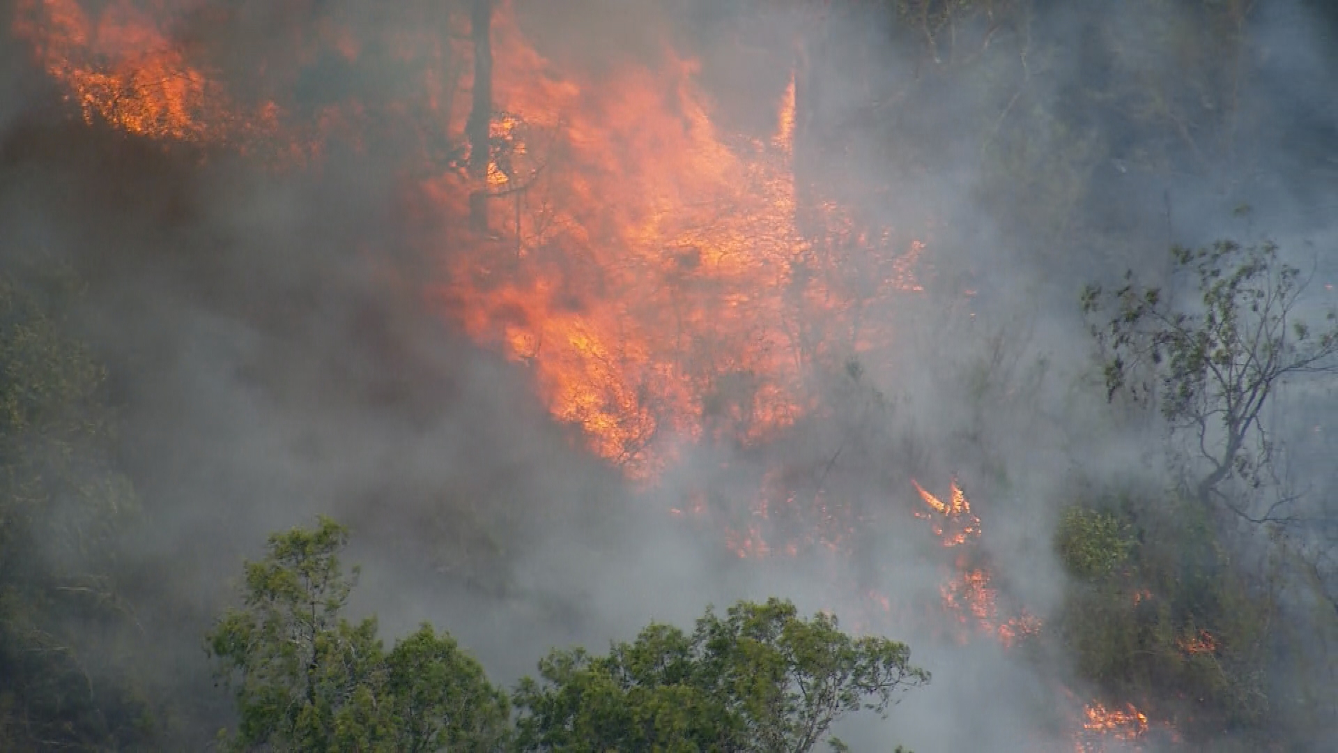 F﻿irefighters are working to extinguish a bushfire that is believed to be threatening homes in Sydney's south west at The Oaks