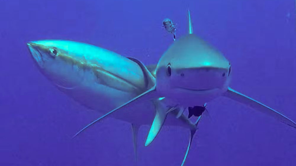 A tuna fish and a shark