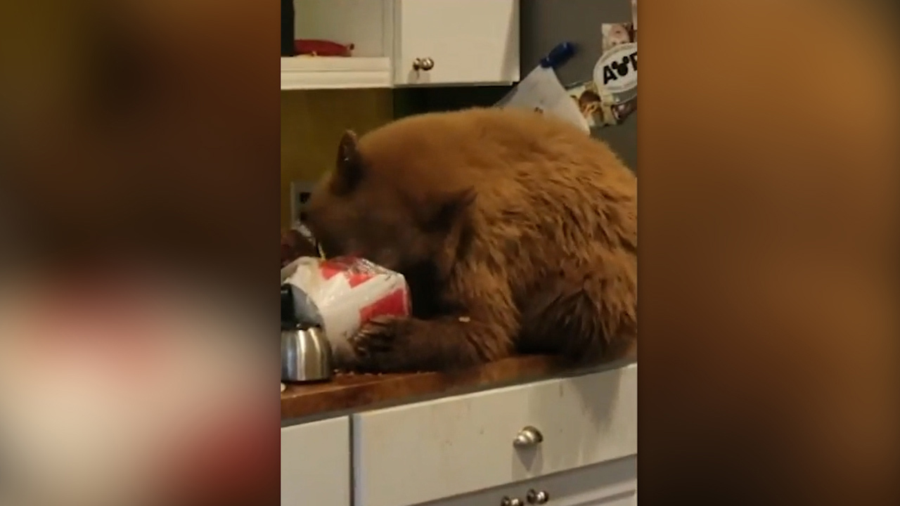 Even though John Holden had encounters with bears before he wasn't expecting to see one in his house. 