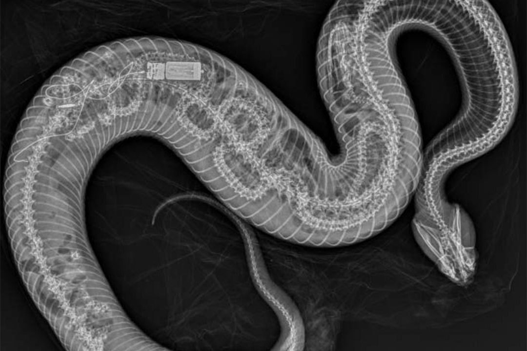 The twisted spine of the Burmese python can be seen inside the bigger cottonmouth pitviper.