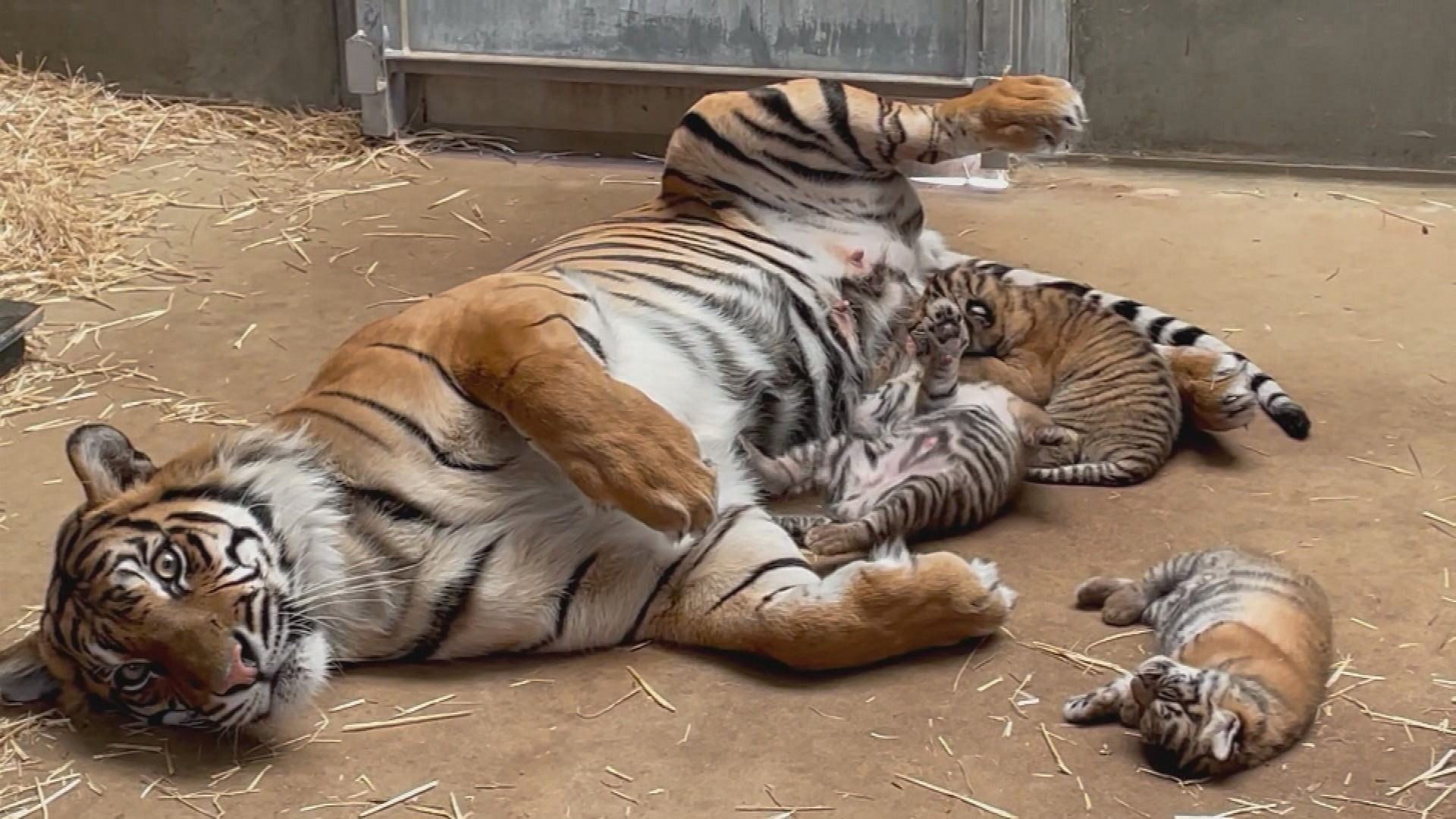 Baby zoo animals in pictures: Sumatran tiger cubs revealed by zoo