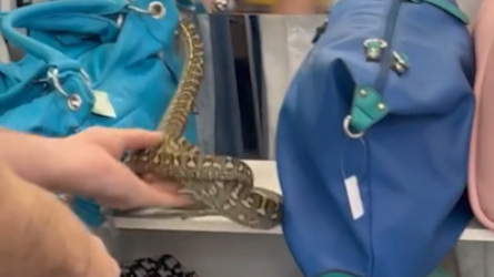 You never know what you might unearth in a charity shop - but bargain hunters in Brisbane had an unusual find when they spotted a python in the handbag section.The slithery discovery was unearthed at the shop in Capalaba in Redland, east of Brisbane.
Shoppers and staff can be seen gatherer around in a video posted on TikTok by@youknowthe guy.