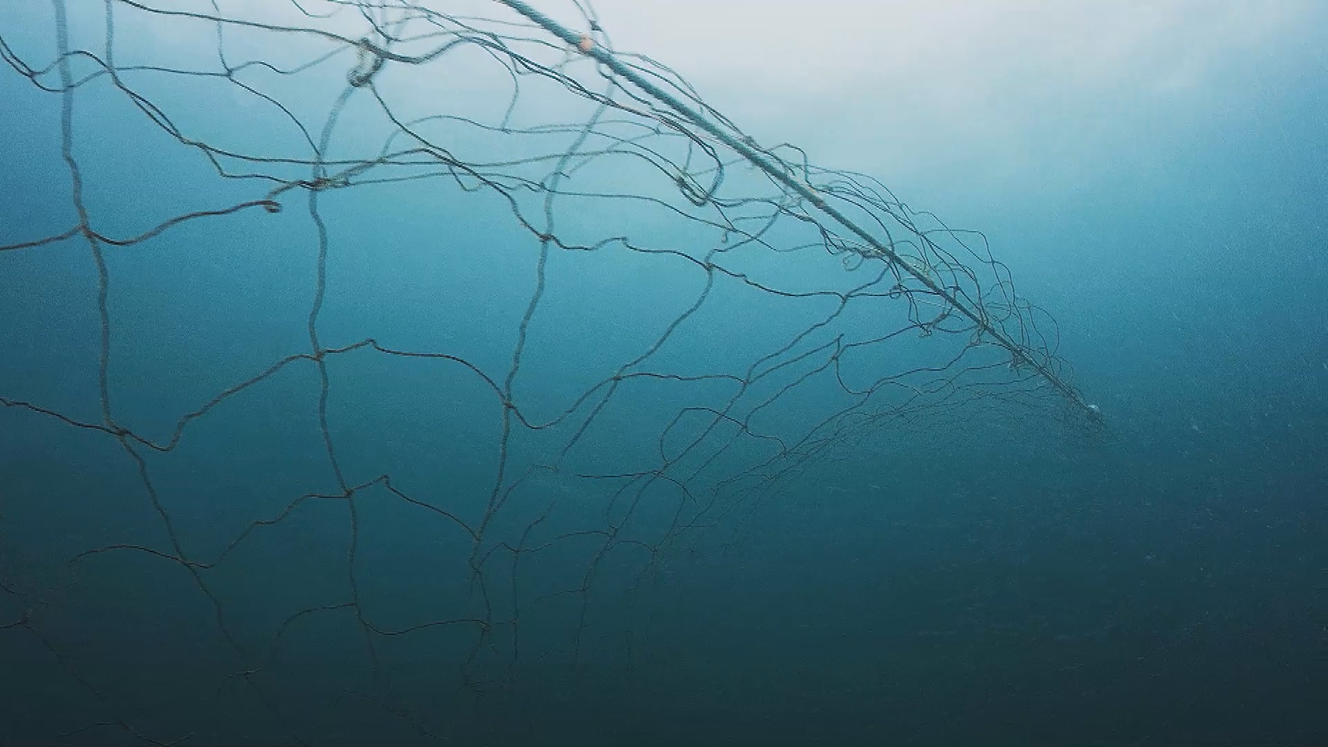 Effectiveness of shark nets questioned after fatal Sydney attack.