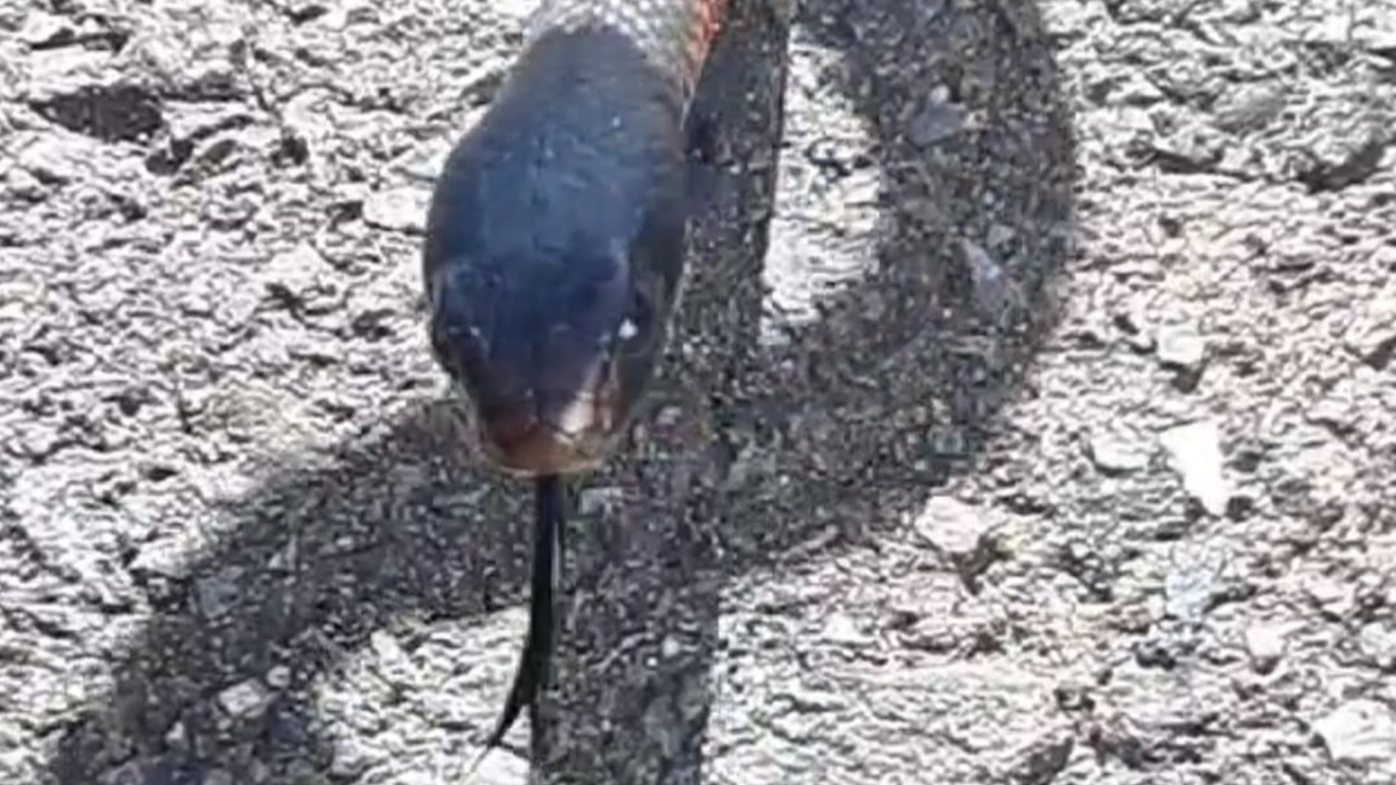 The red-bellied black snake was captured and released in a nearby waterway.
