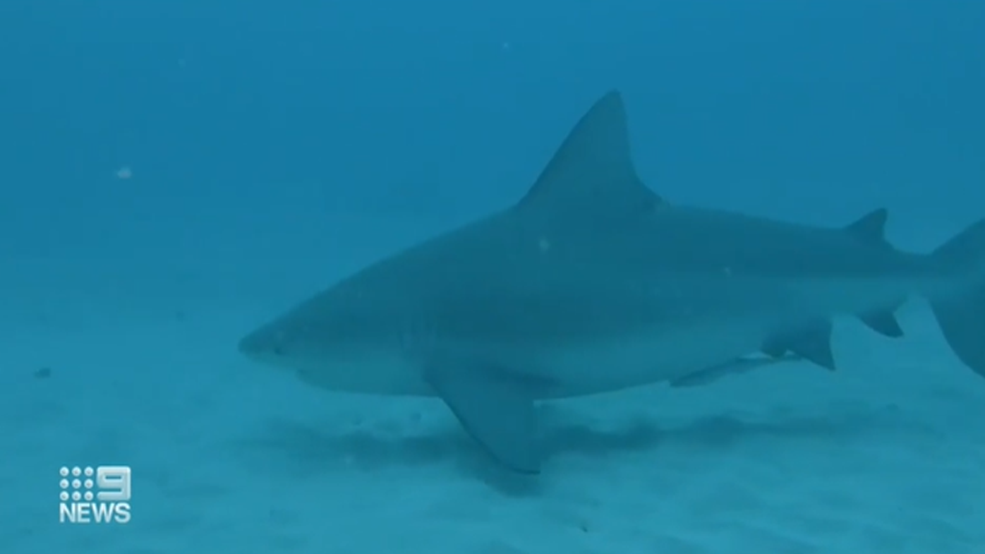 Diver's terrifying encounter with bull shark who 'rammed' him - Mingooland