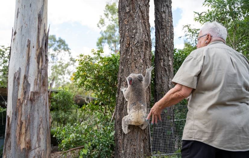 Andy being released back to the same tree as his mother.