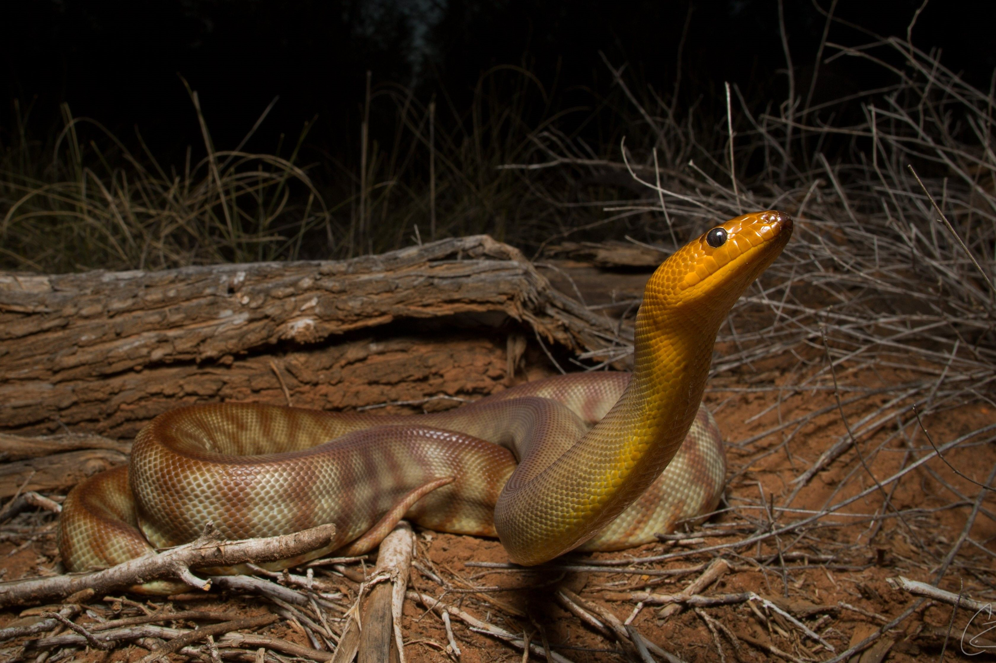 A woma python, seen here in the wild, was one of the species involved in the study.