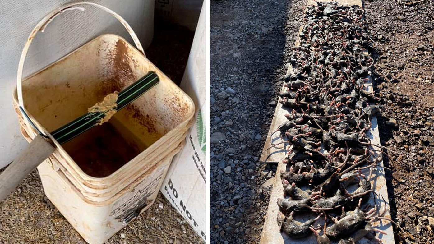 Farmers Trade Tips For Creating Homemade Mouse Traps To Battle Plague