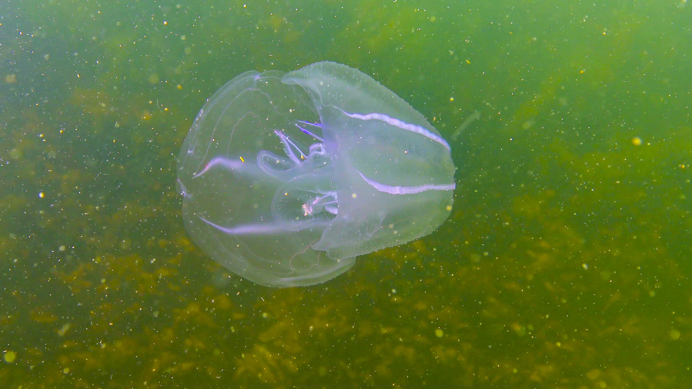 Ctenóforos, peine invasor del Mar Negro, medusa Mnemiopsis leidy. Mar Negro