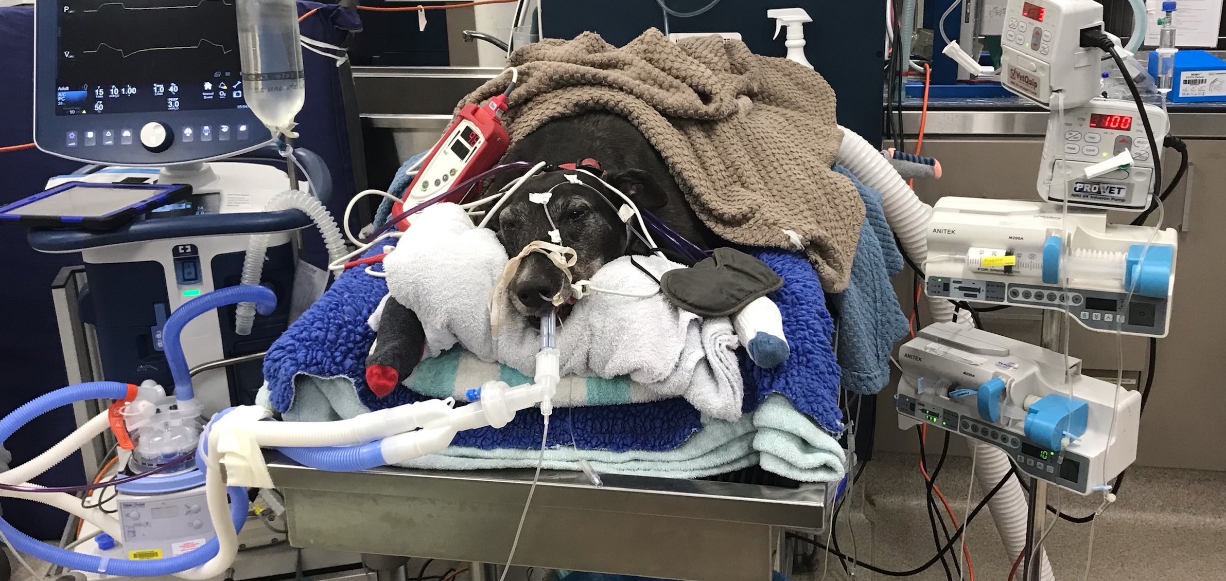Vets doubted Elsa would survive after ingesting a 1080 poison bait.