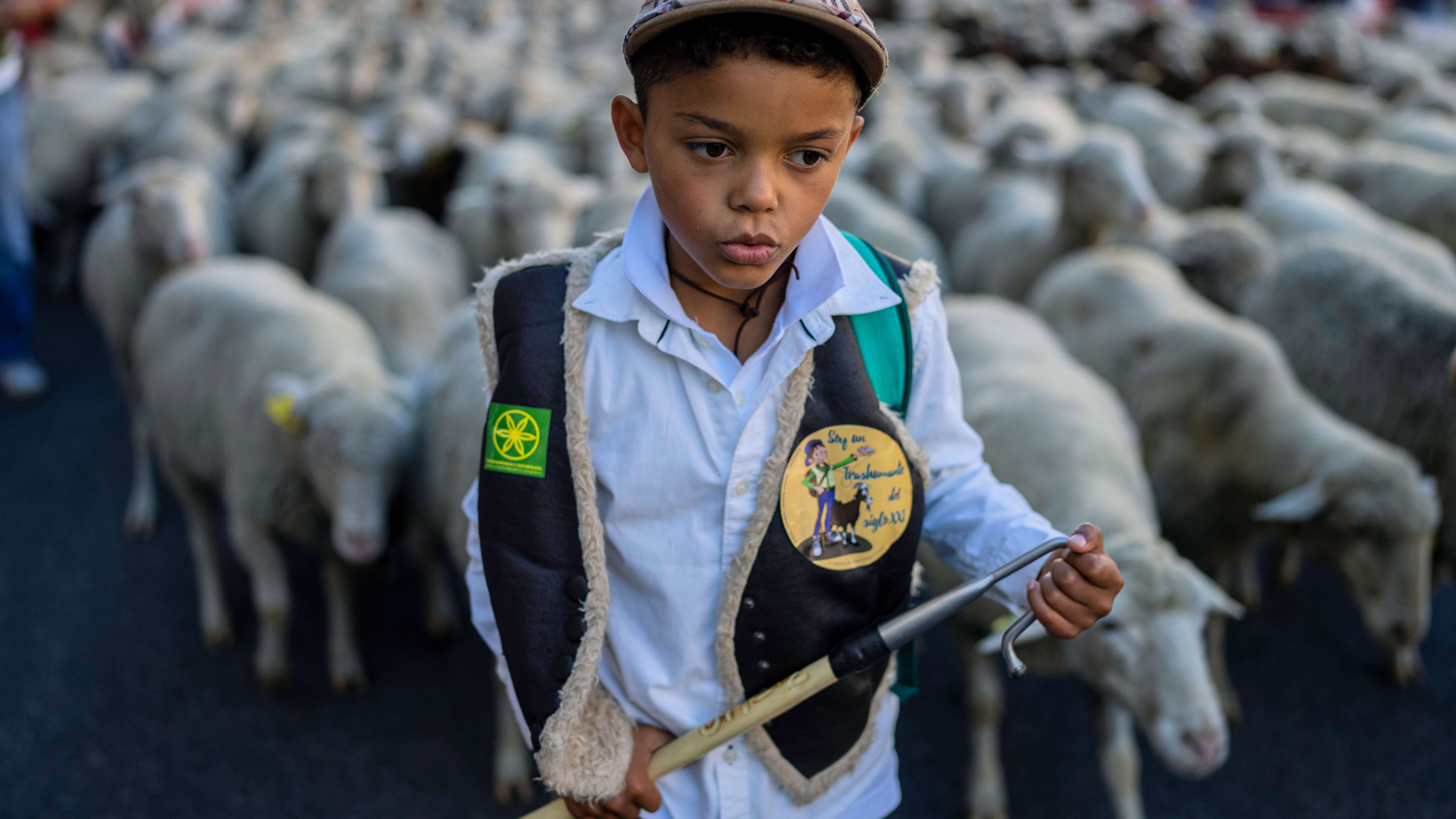 A young shepherd herds a flock of sheep through central Madrid, Spain.