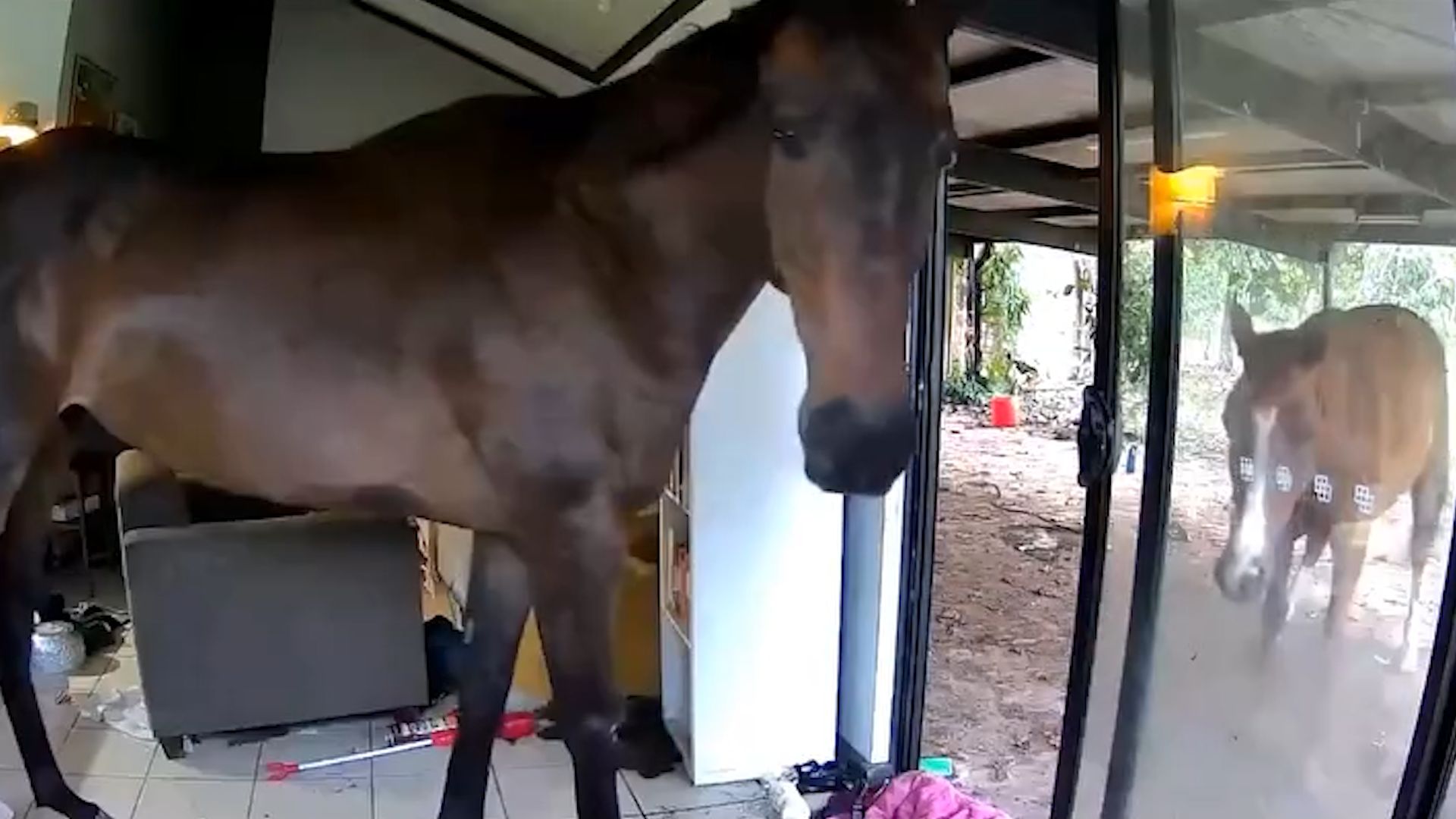 Andrew Mackay now thinks the animals may be tempted to return.