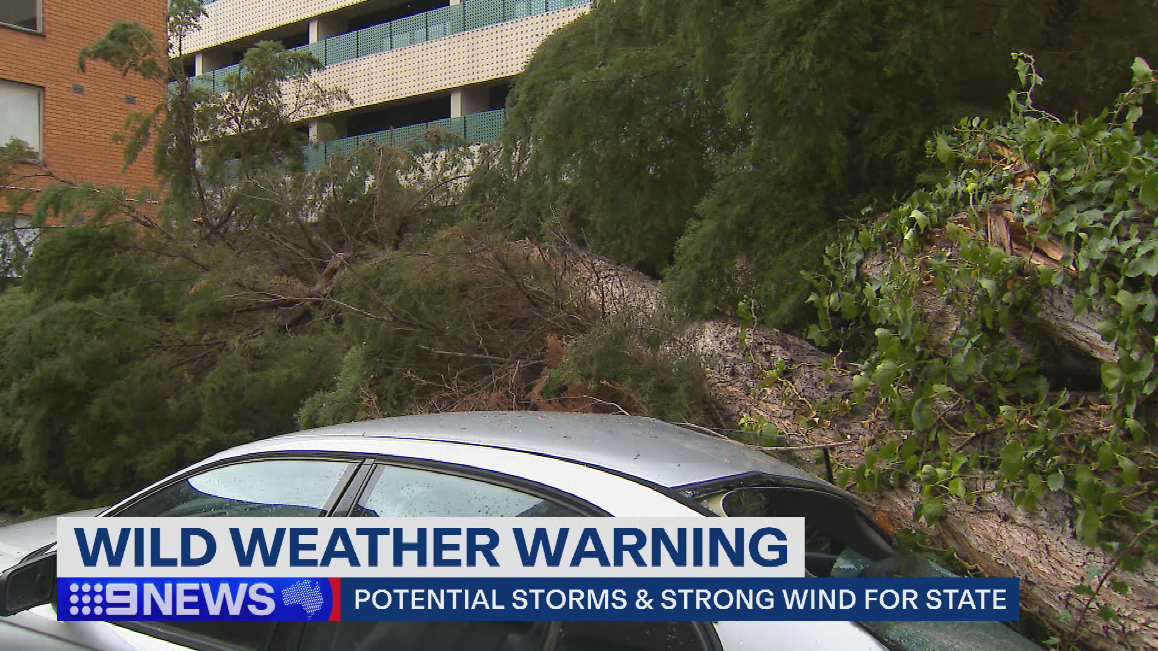 Strong winds and storms forecast for Victoria tomorrow could topple entire trees.