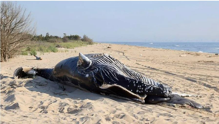 Dos ballenas jorobadas encontradas muertas frente a la costa de EE. UU. Sufrieron un "trauma de fuerza contundente"