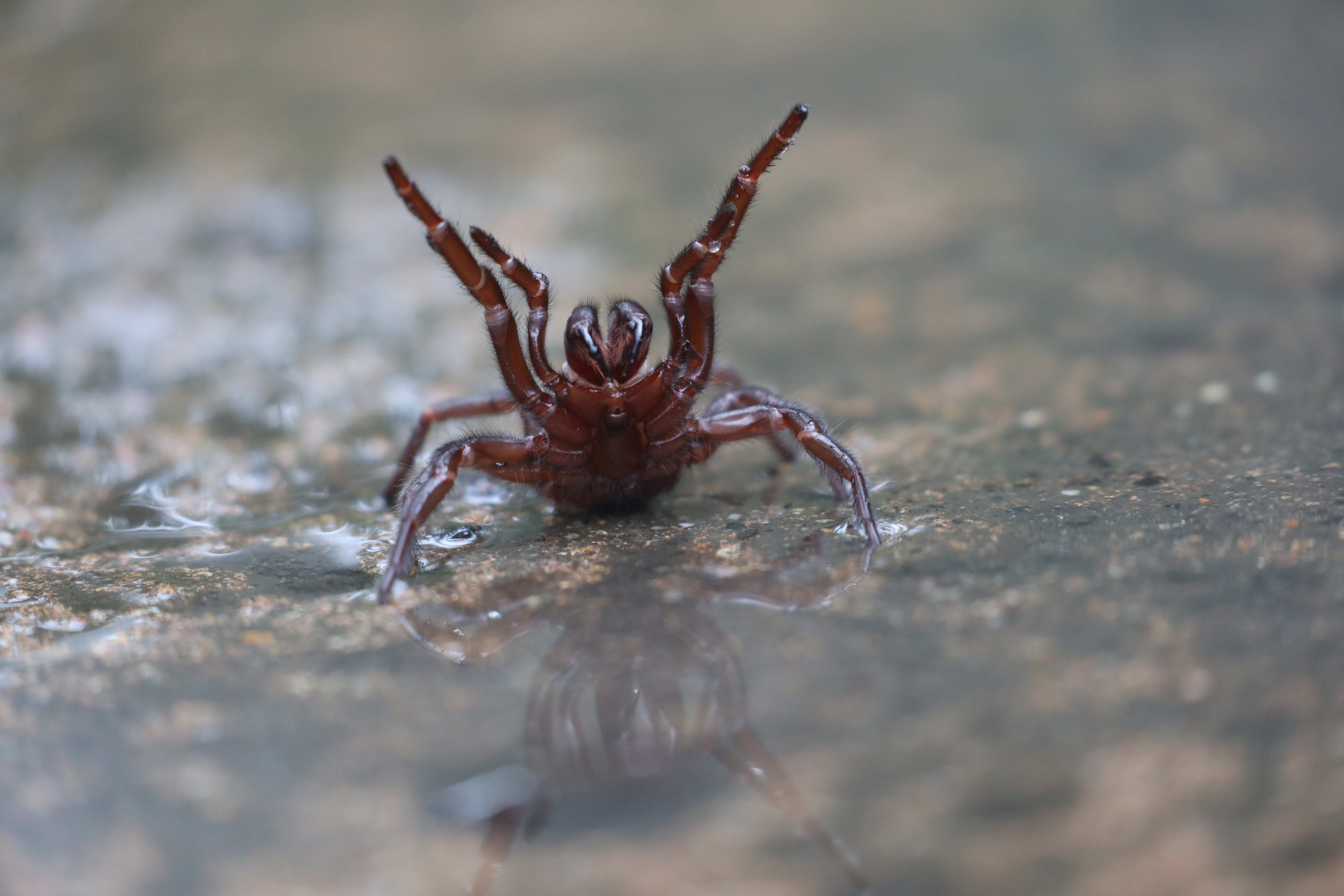 Spider season booming in Sydney thanks to warm, wet weather - ABC News