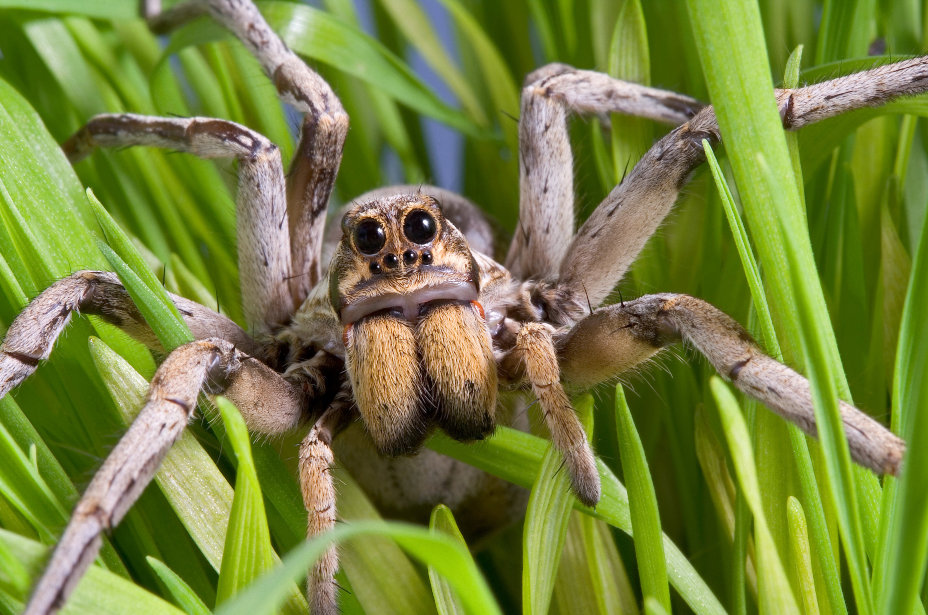 World's widest web? Flood-hit spiders find higher ground, Spiders