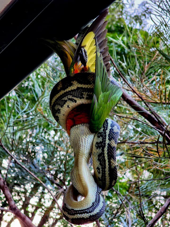The python dangled from the gutter upside down as it stretched its jaw over the lorikeet. 