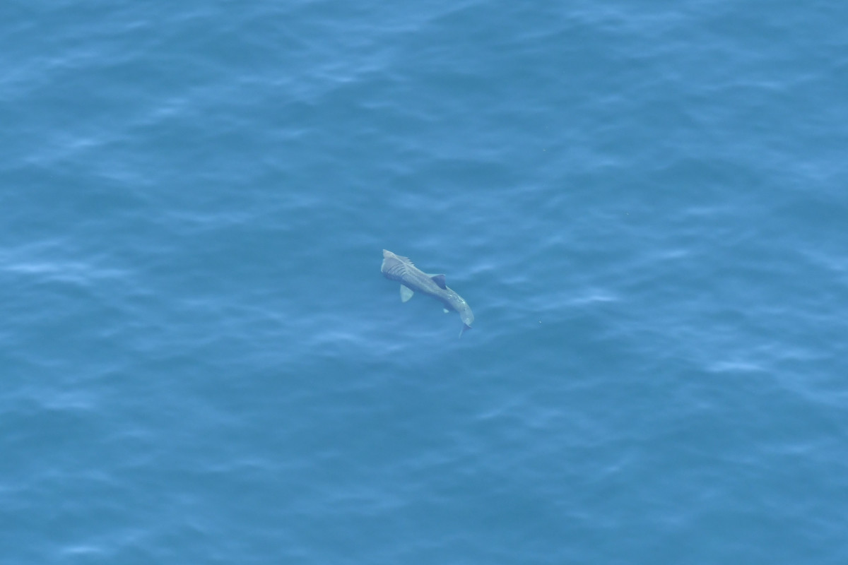Adult basking sharks typically reach 7.9 metres in length. They consume plankton, which they collect by expanding their mouth and swimming at a continuous pace.