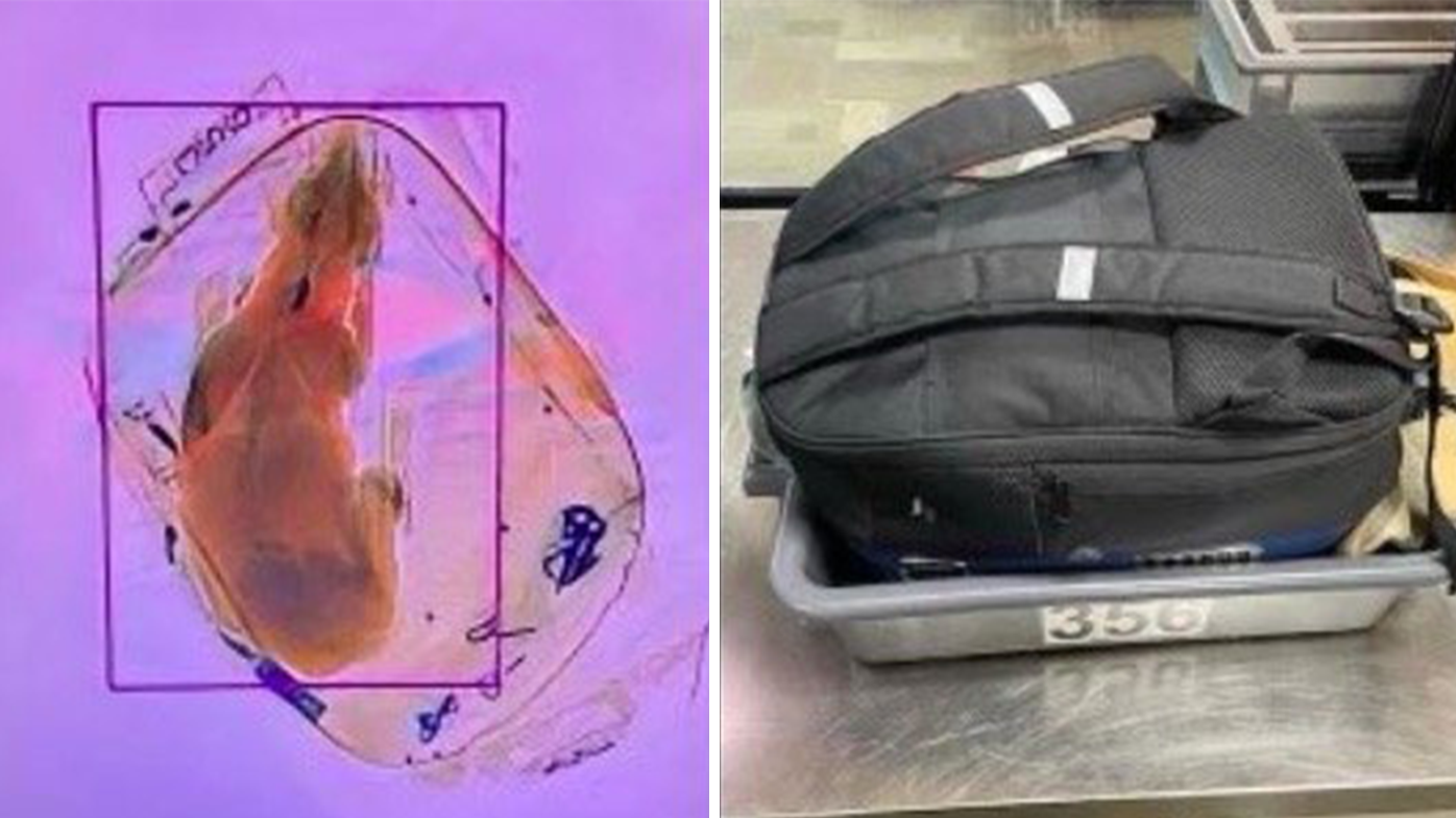 La Agencia de Transporte y Seguridad (TSA, por sus siglas en inglés) encontró a un pequeño perro dentro de una mochila de mano al pasar por la máquina de rayos X en un aeropuerto de Wisconsin. 