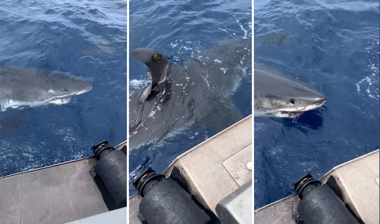 Great white shark visits Queensland fishermen | Flipboard