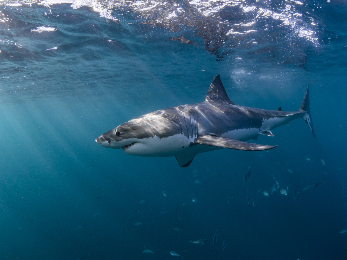 Great White Shark