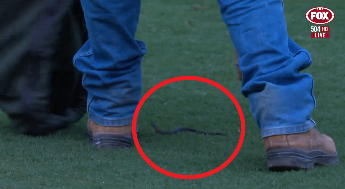 A snake was caught in Blacktown, as mayhem occured before the match.