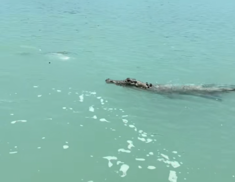 The croc went straight for the fish Isla was trying to reel in.