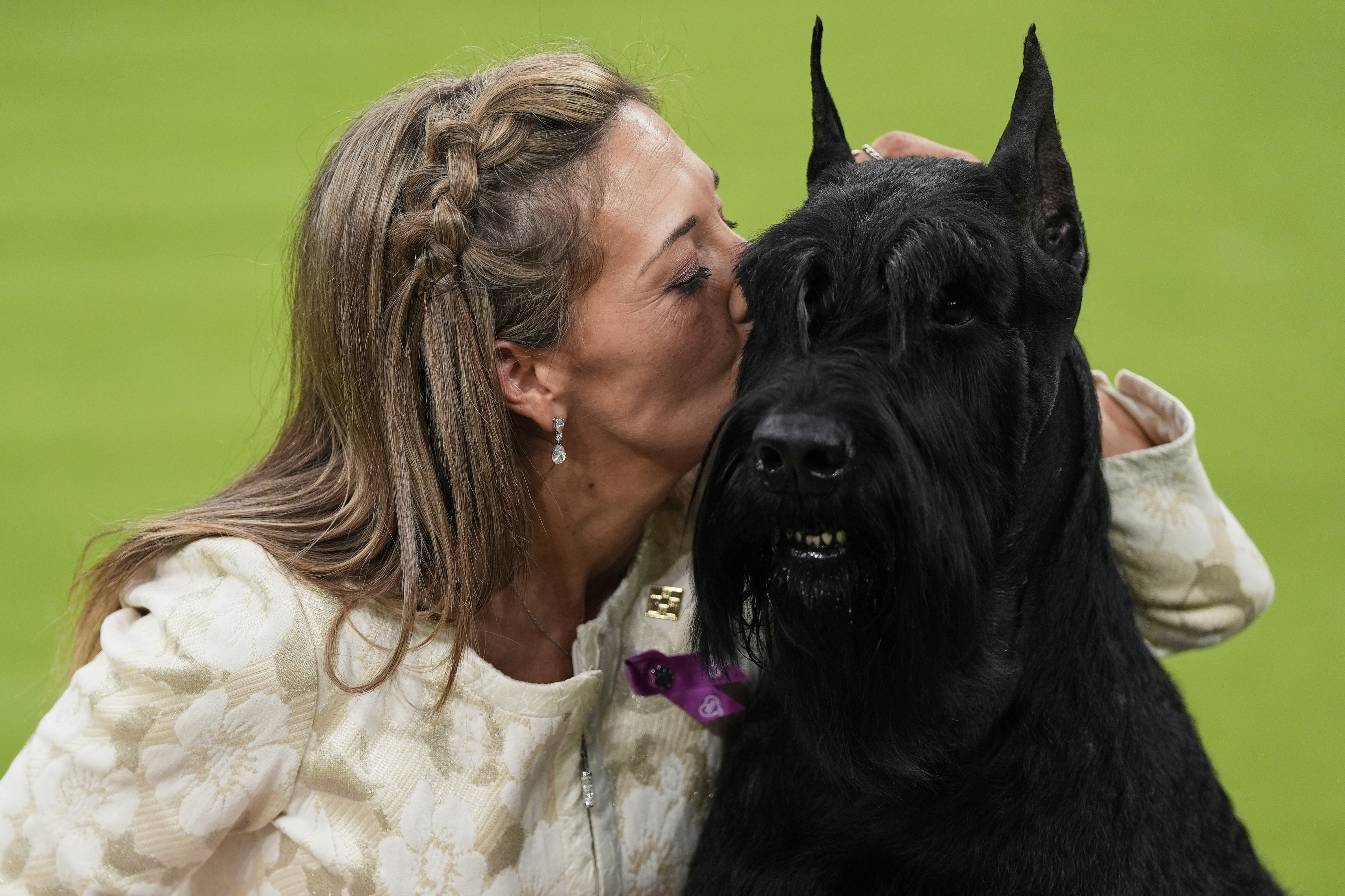 Owner in tears after giant schnauzer finally wins major dog show