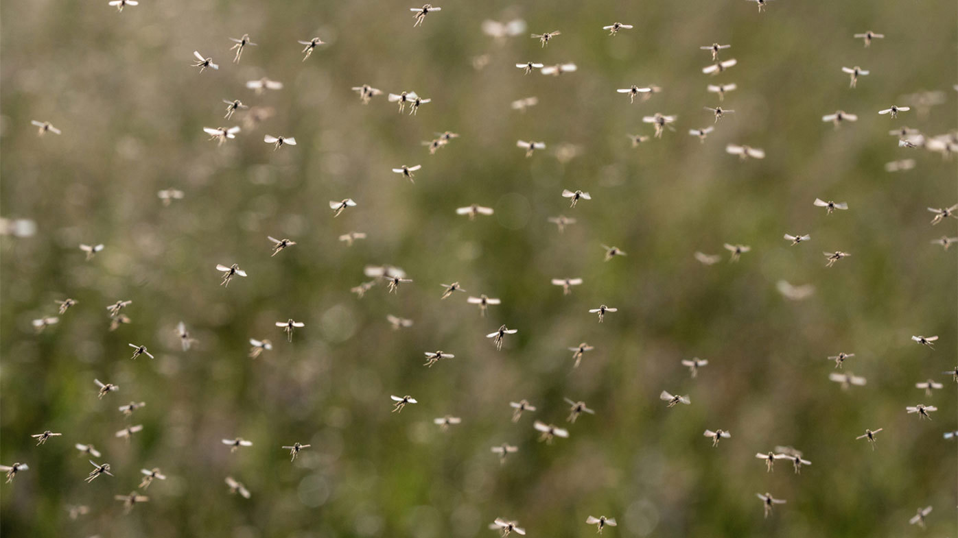 The only defence from Murray Valley encephalitis is to avoid being bitten by mosquitoes.